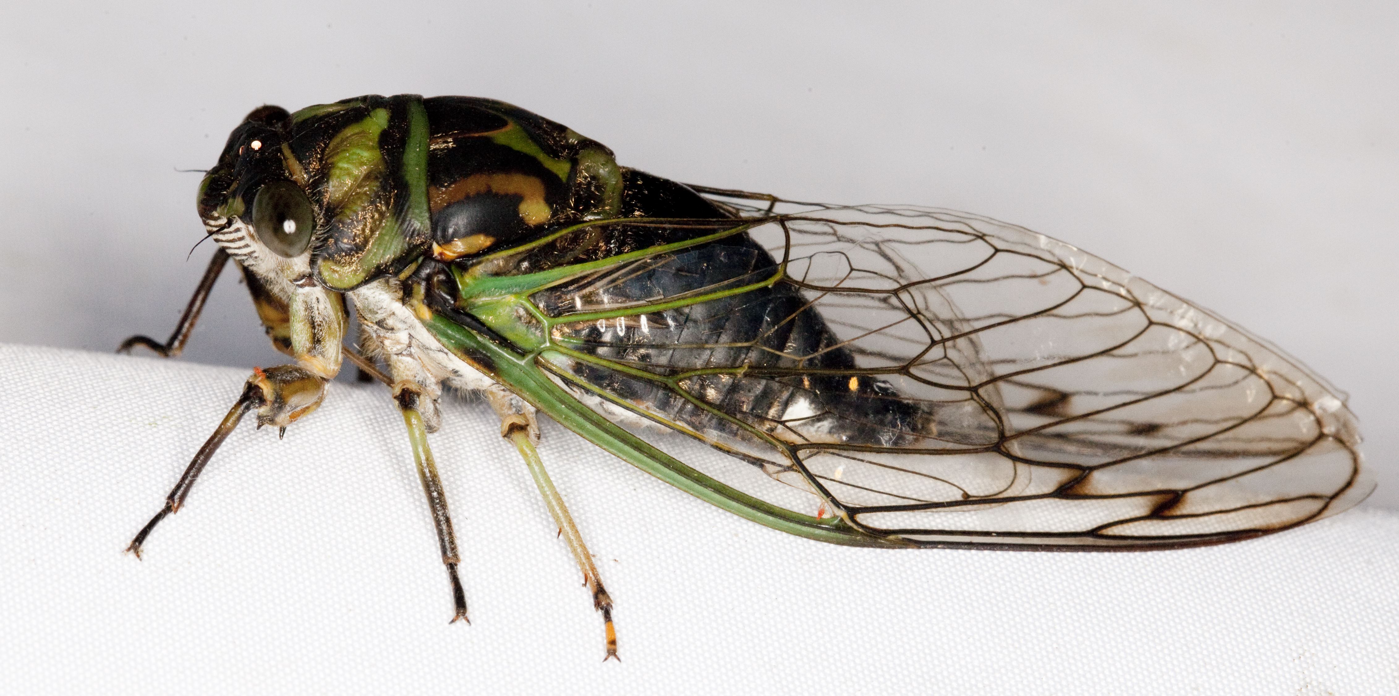 Seventeen-Year Cicada