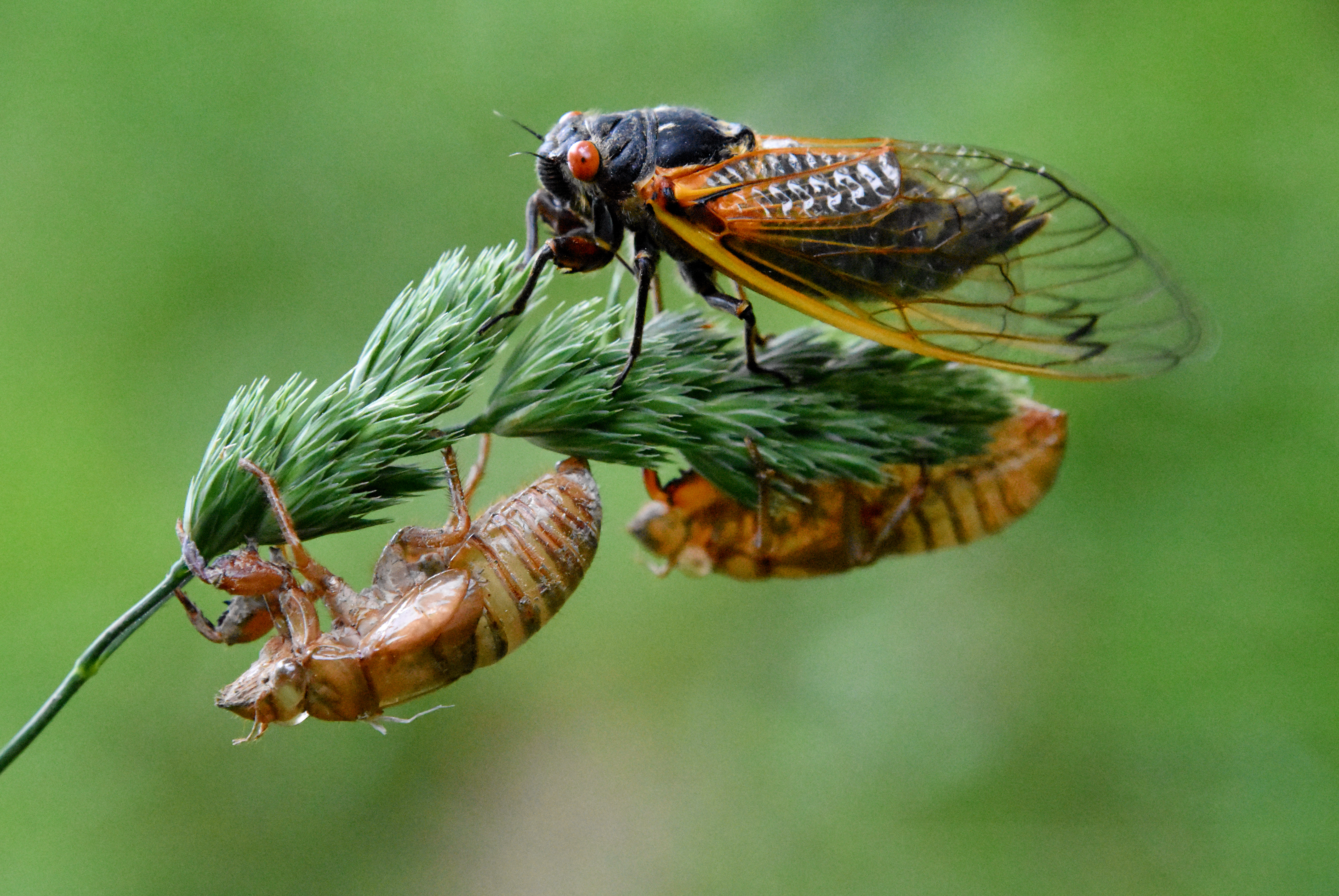 NH Photography: The 17-Year Cicadas have Emerged in Ohio – Naturalis ...