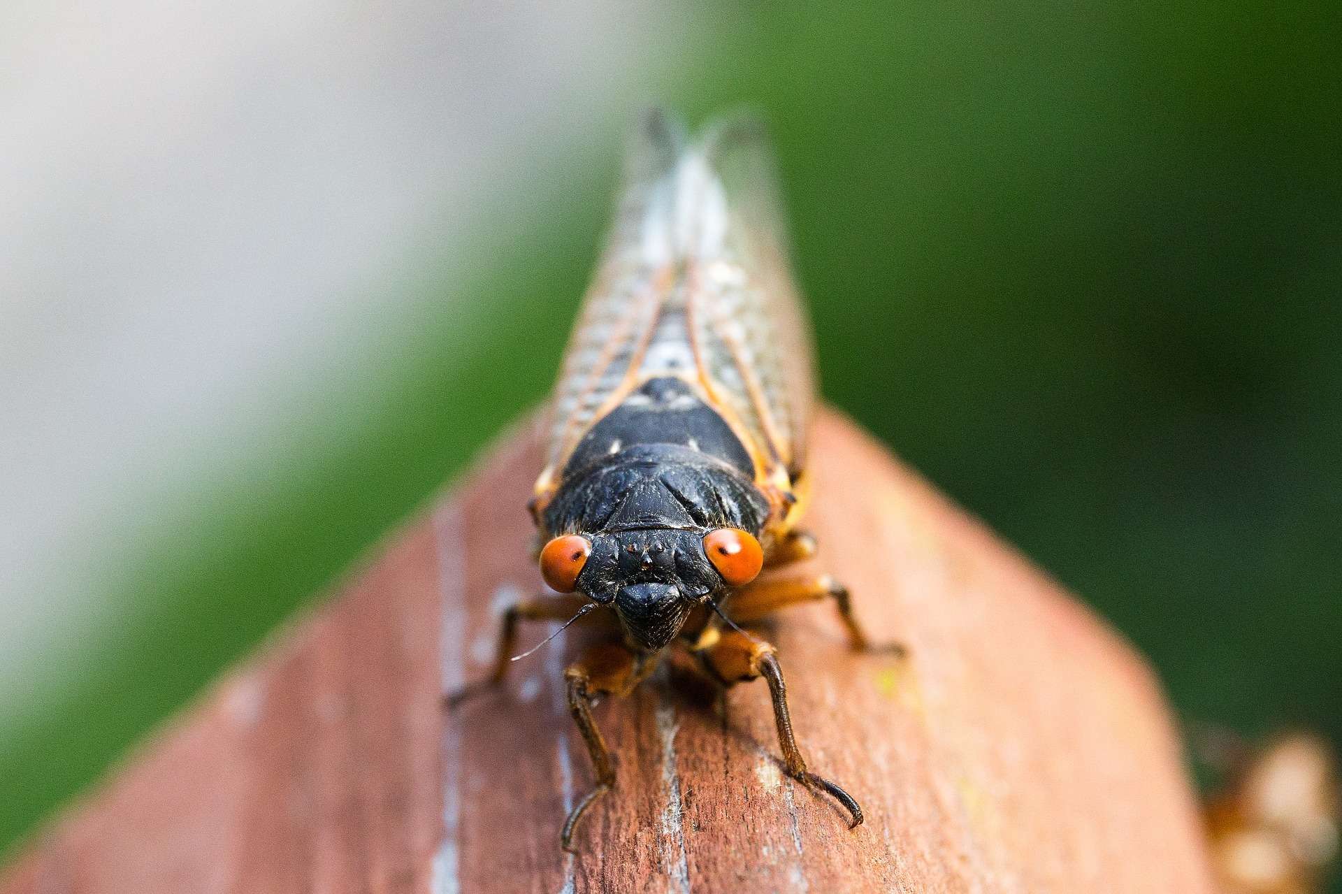 Why cicadas are showing up in your yard four years early | Popular ...
