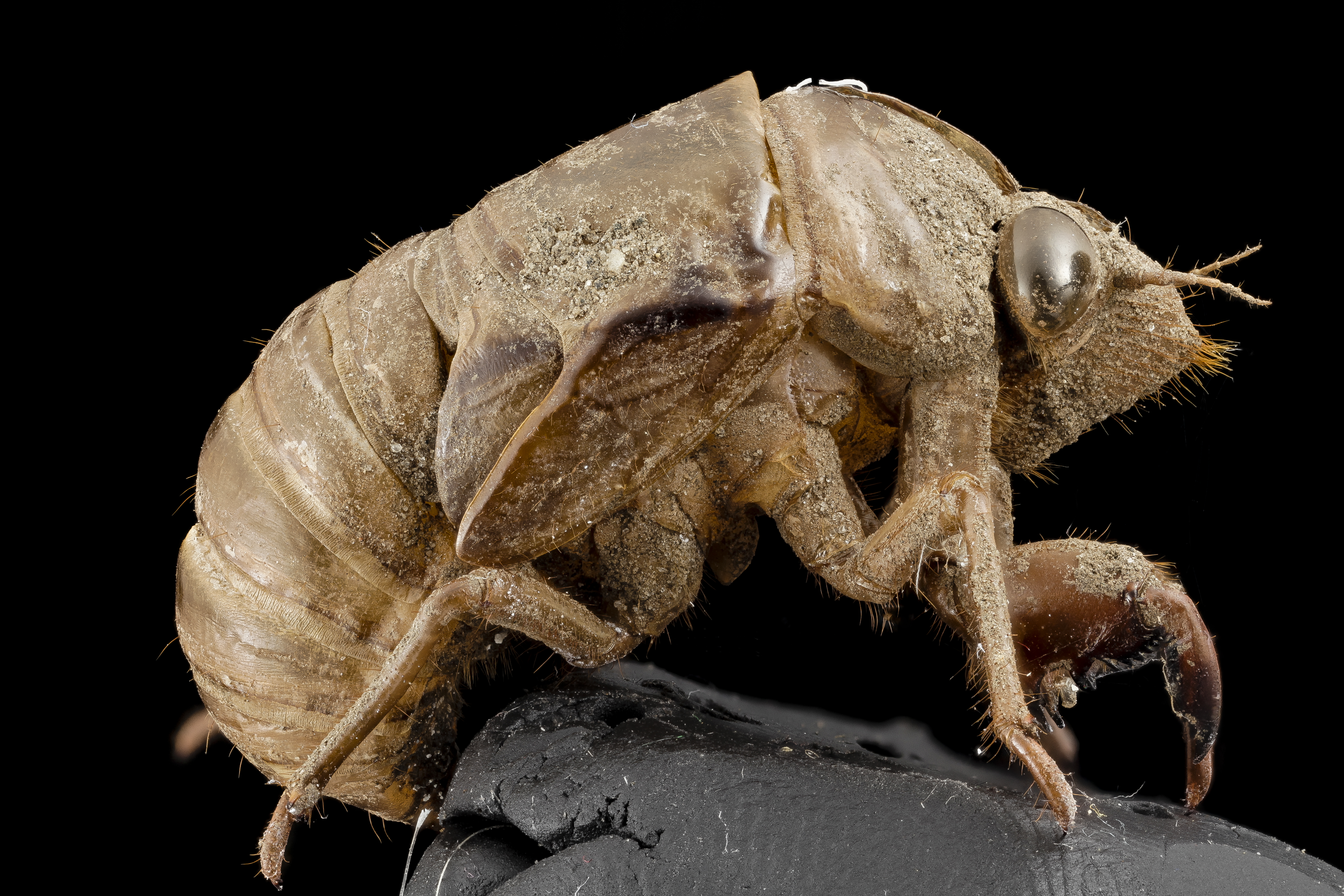 Are cicadas harmful?