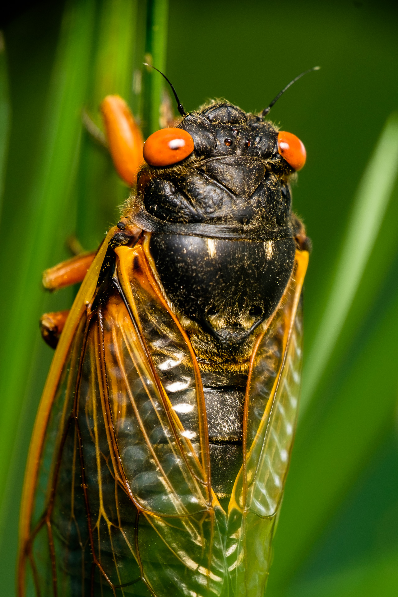 Cicada's closeup | Fuji X Forum