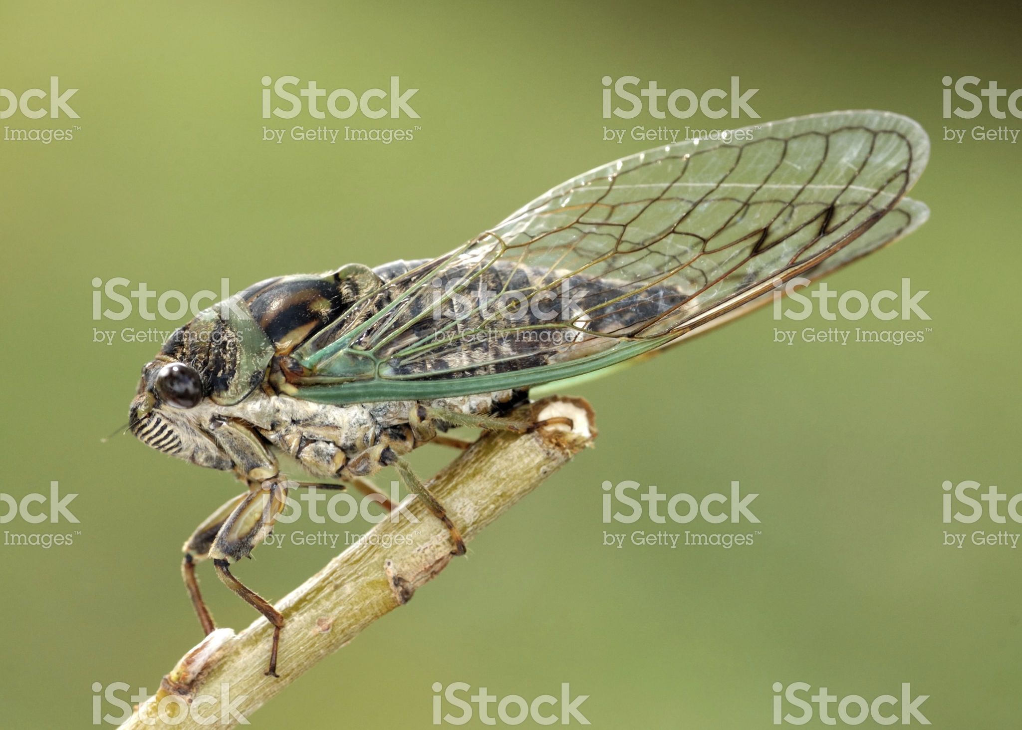 Cicada royalty-free stock photo | Cicada | Pinterest