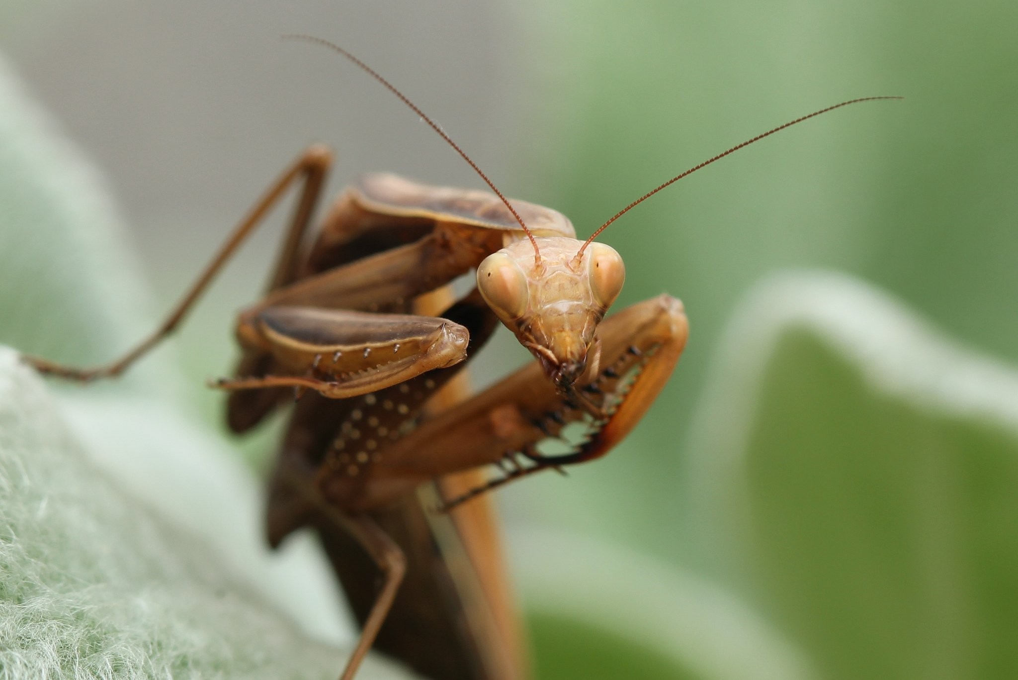 Religieuse Mantis Zoom Nature Mante Insects Closeup Macro Picture Of ...