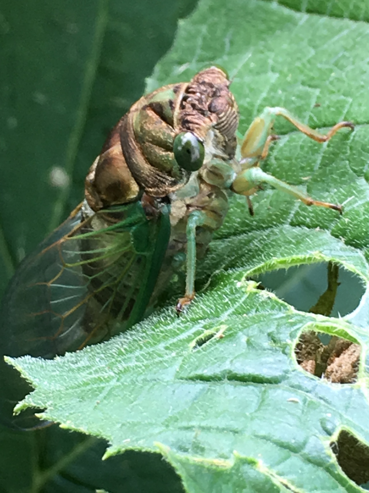 Foap.com: Cicada | biology, outdoors, closeup, leaf stock photo by ...