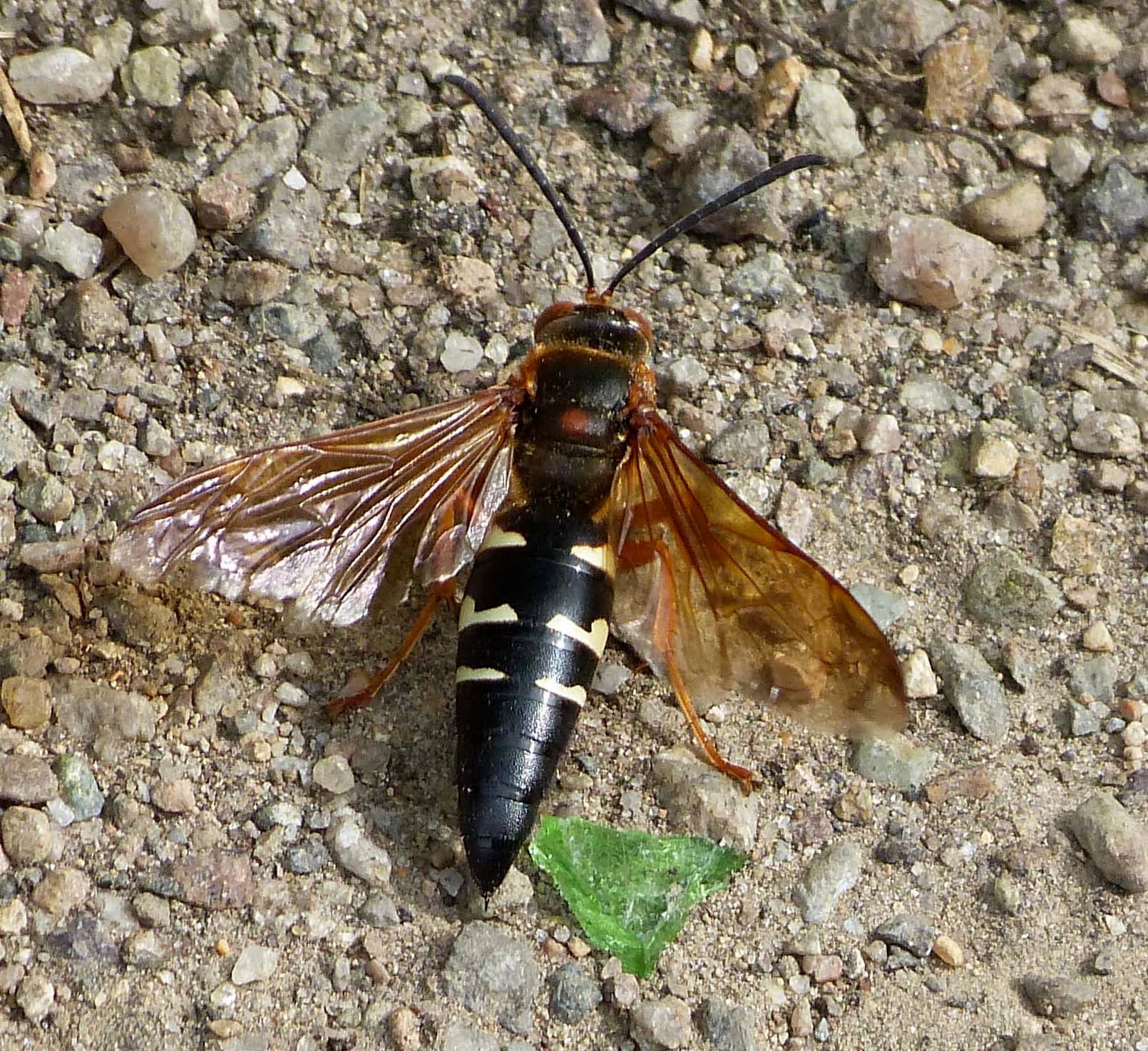 Cicada Killer Wasps » Arnold Arboretum