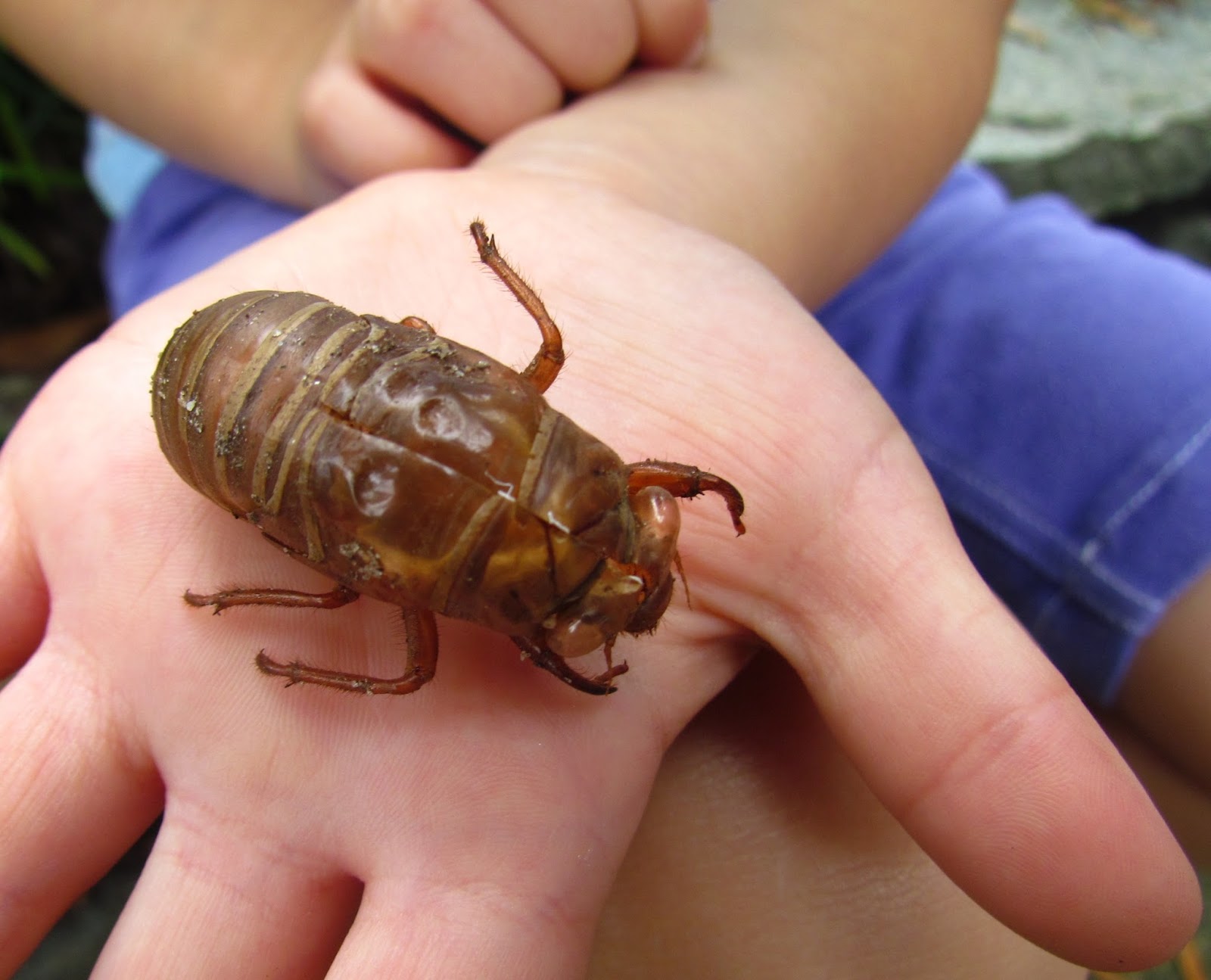 The Oakland Press Blogs: Earth's Almanac: Cicadas and cicada killer ...