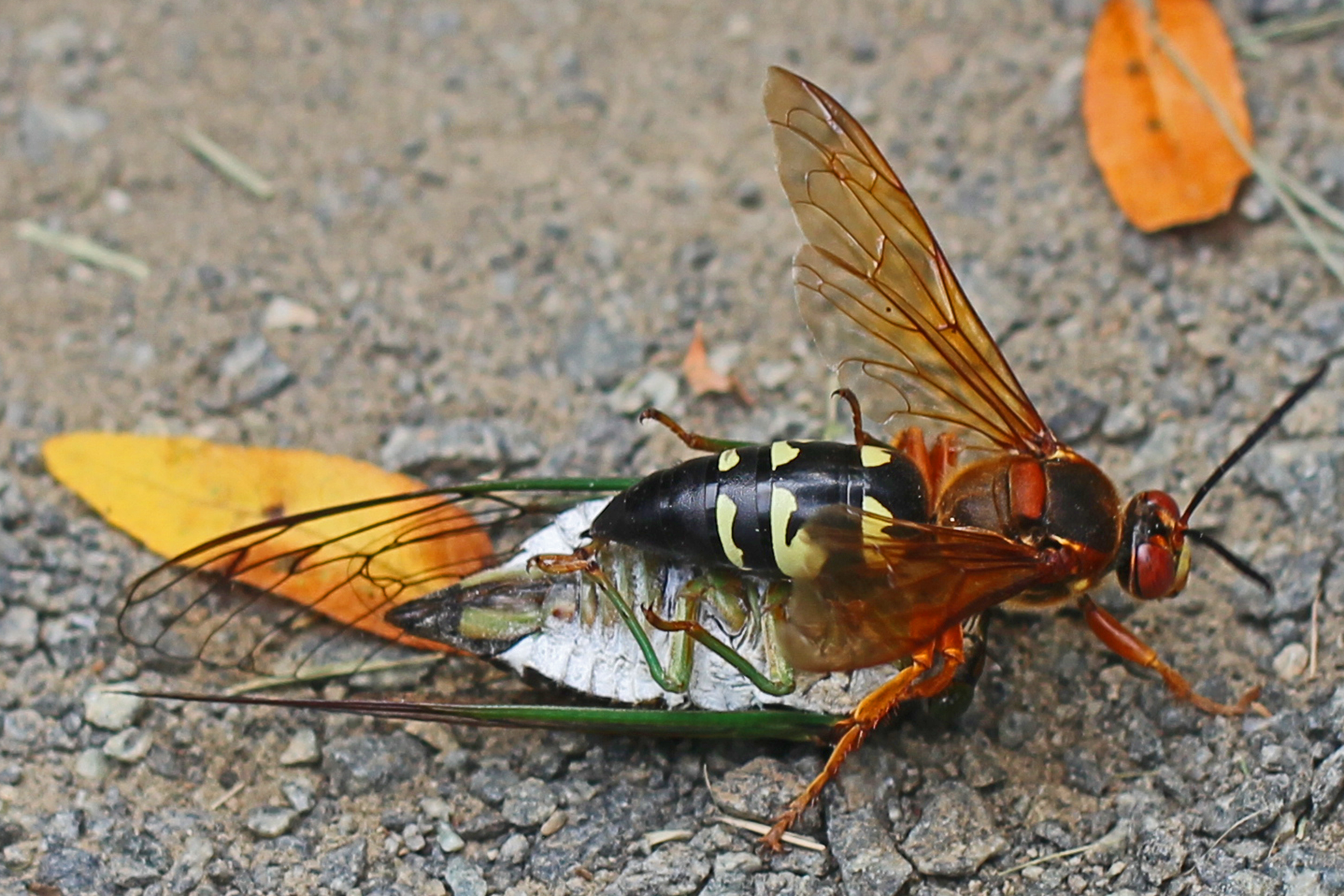 The Eastern Cicada Killer Wasp
