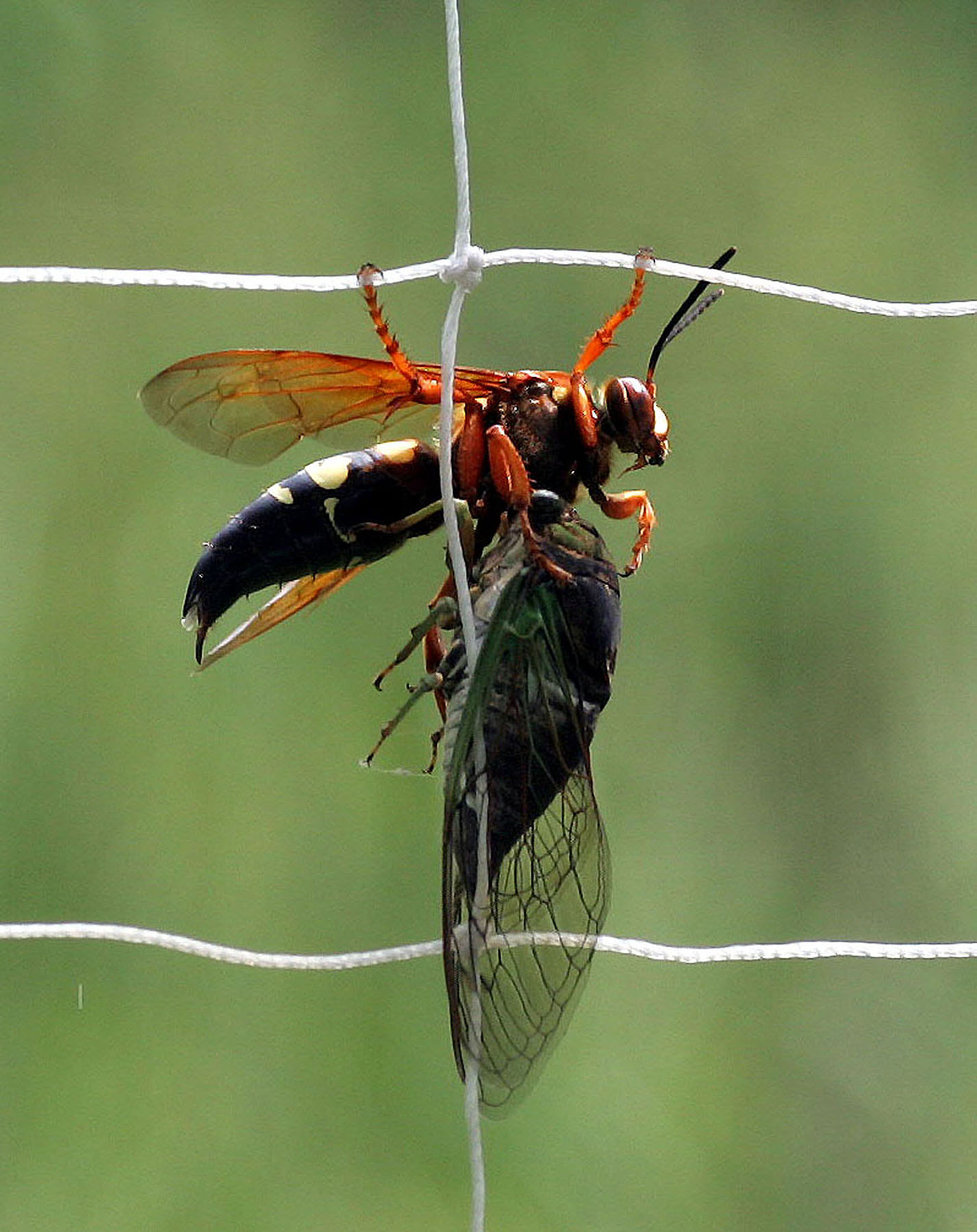 File:Eastern cicada killer wasp (Sphecius speciosus) with Cicada.jpg ...