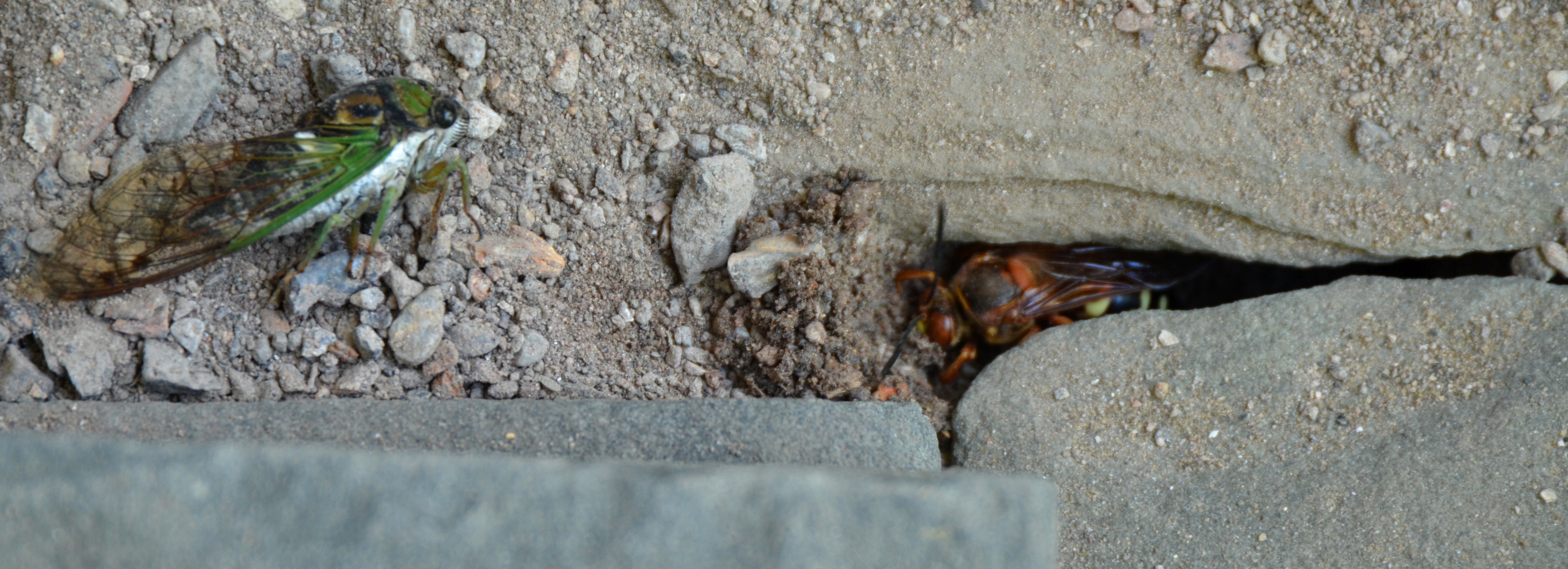 Eastern Cicada Killer wasp drags Cicada into burrow | Before You ...