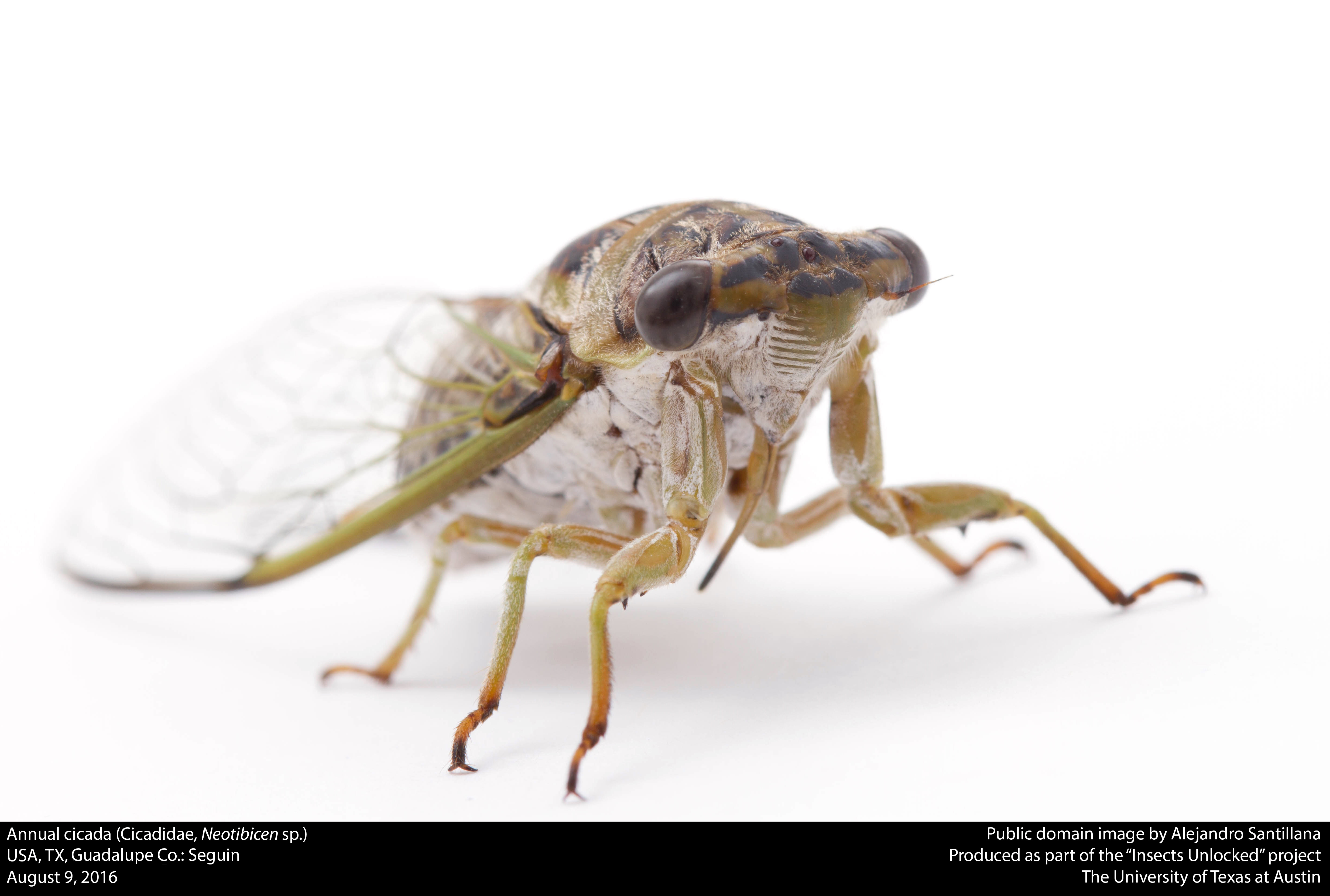 File:Annual cicada (Cicadidae, Neotibicen sp.) (28724362010).jpg ...