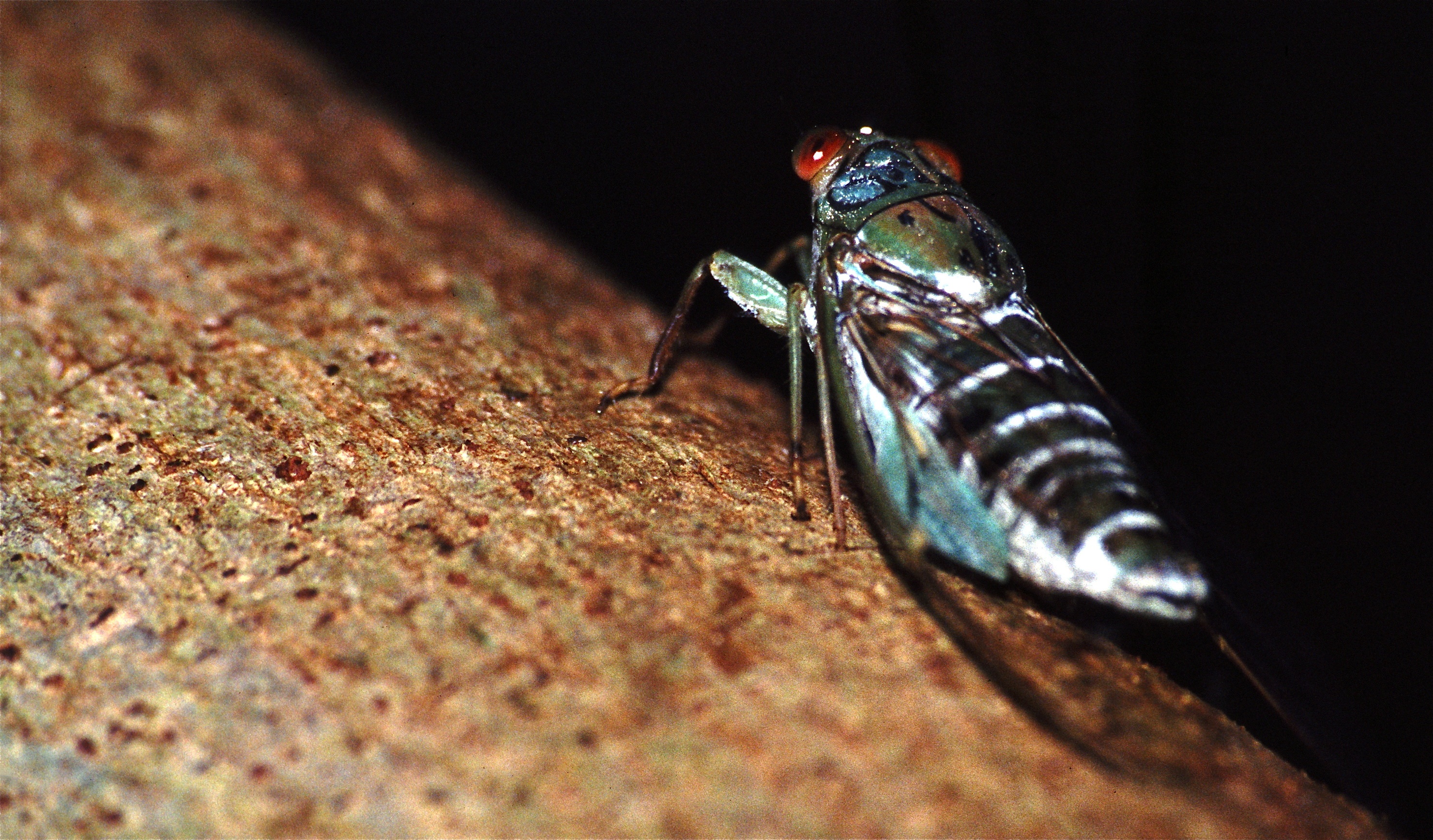 File:Red-eyed Cicada Dilobopyga sp. ? (Cicadidae) (7894375910).jpg ...