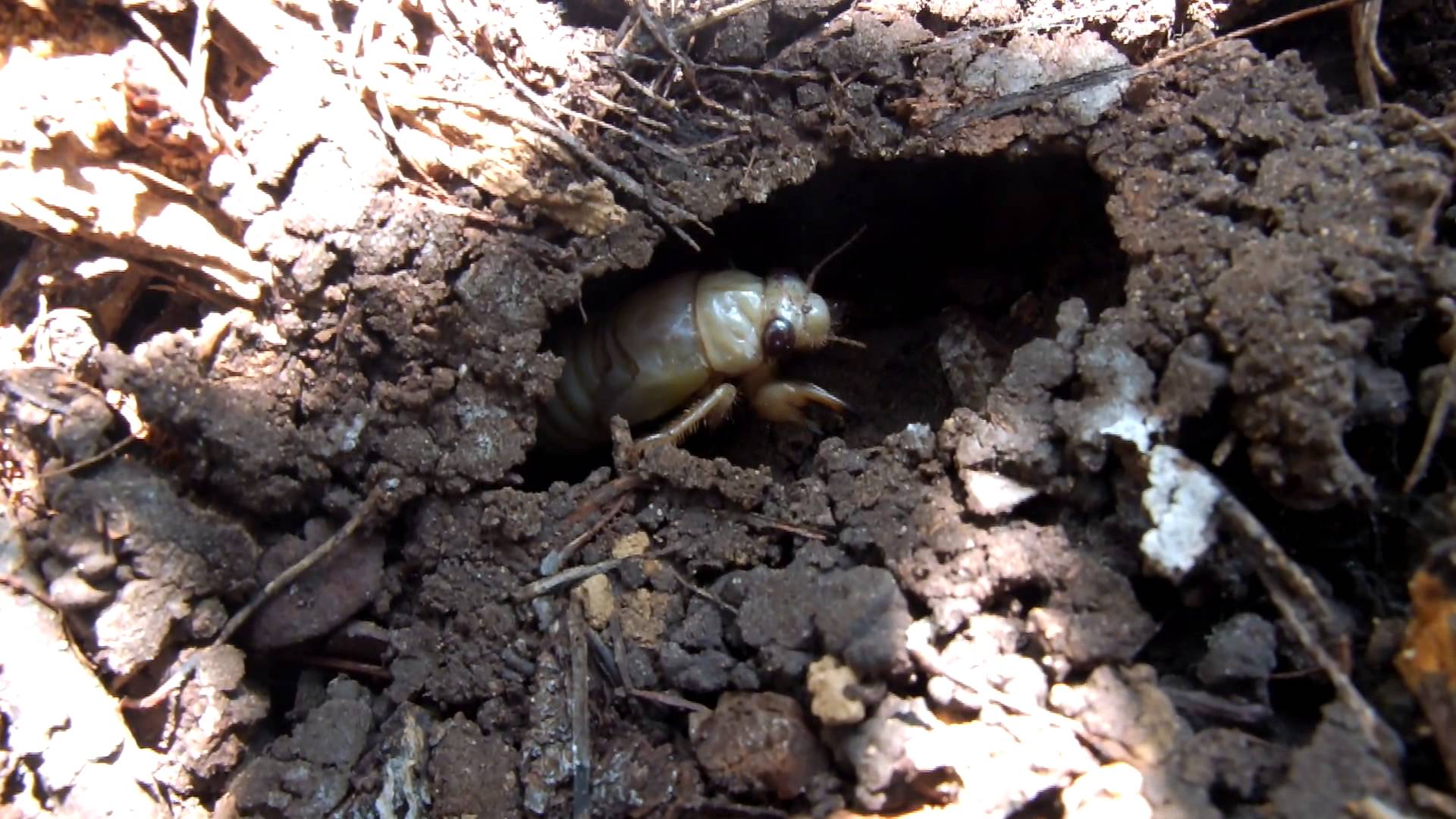 Cicadidae sp. - Cicada / Singzikade - YouTube
