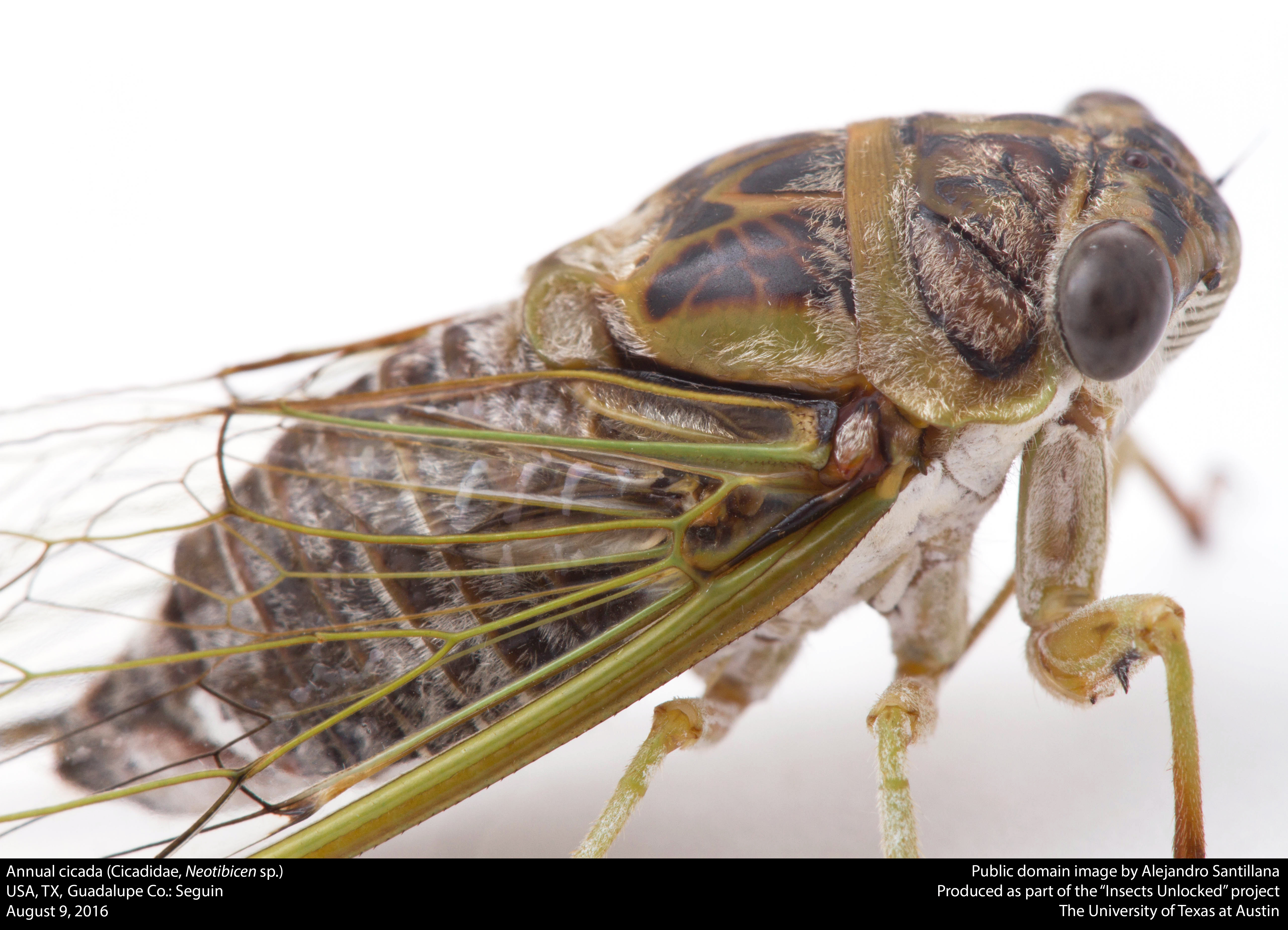 File:Annual cicada (Cicadidae, Neotibicen sp.) (28934345681).jpg ...