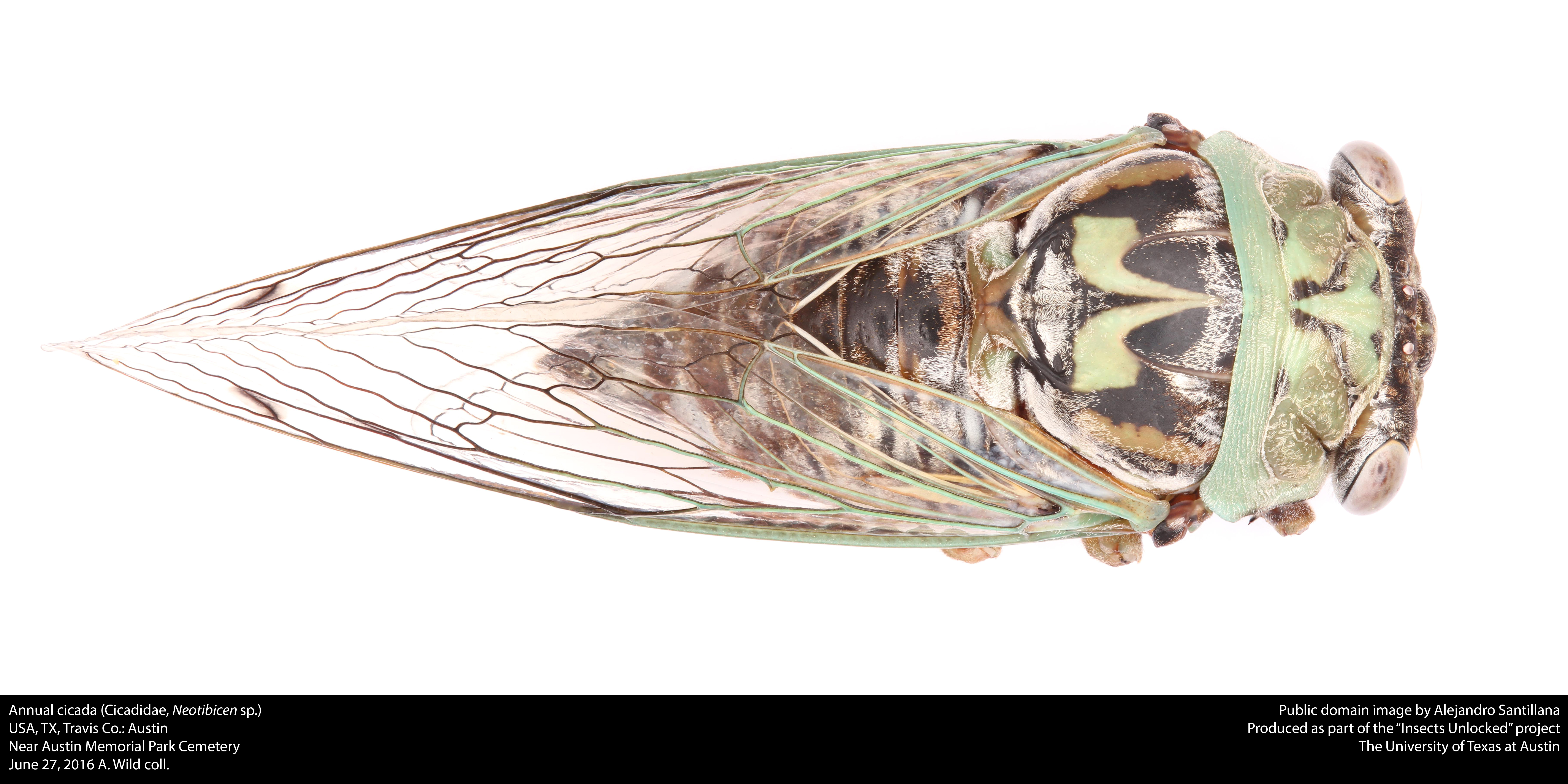 File:Annual cicada (Cicadidae, Neotibicen sp.) (27985857715).jpg ...