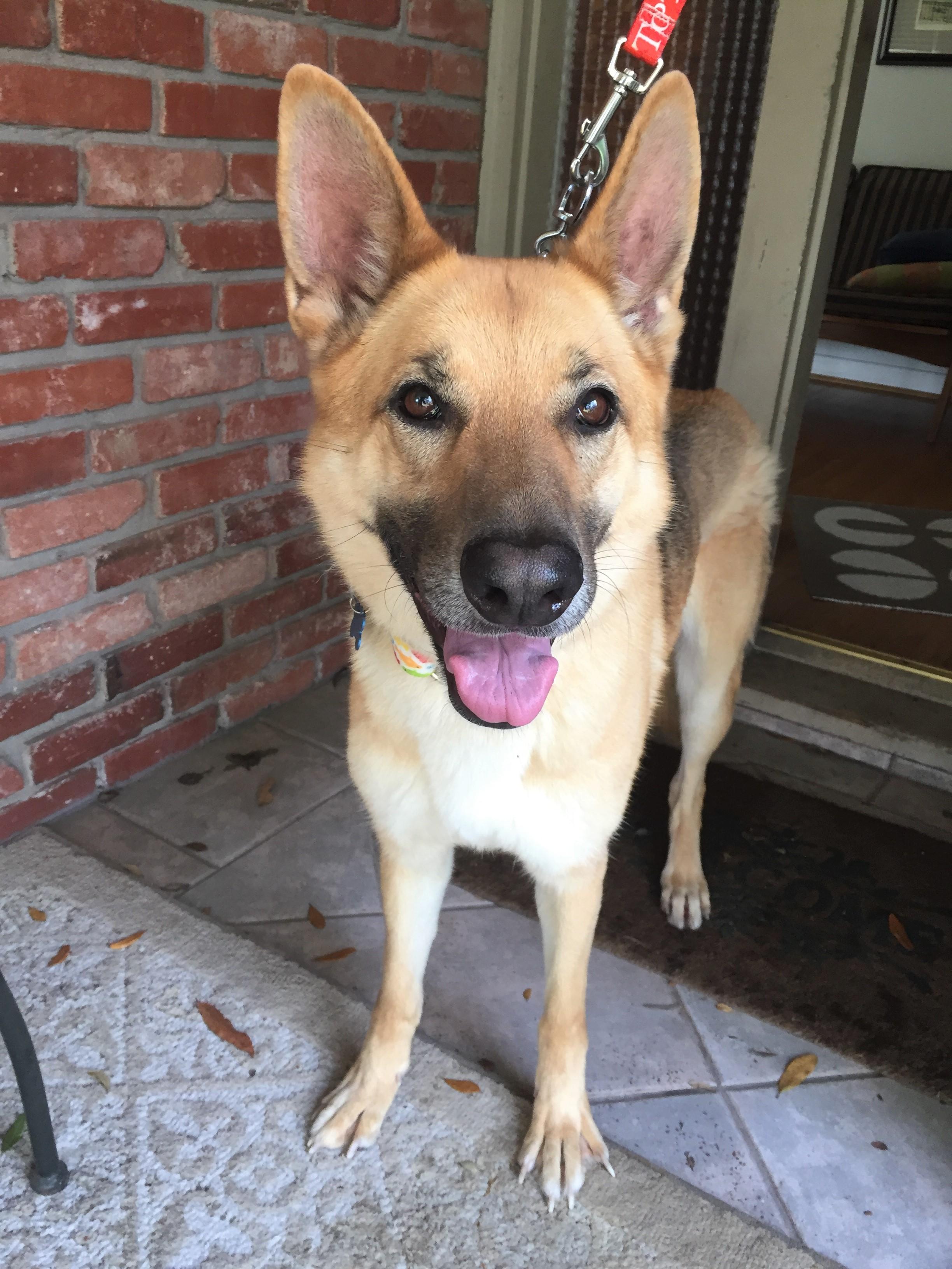 Dog for Adoption – Cinnamon, near Bellaire, TX | Petfinder