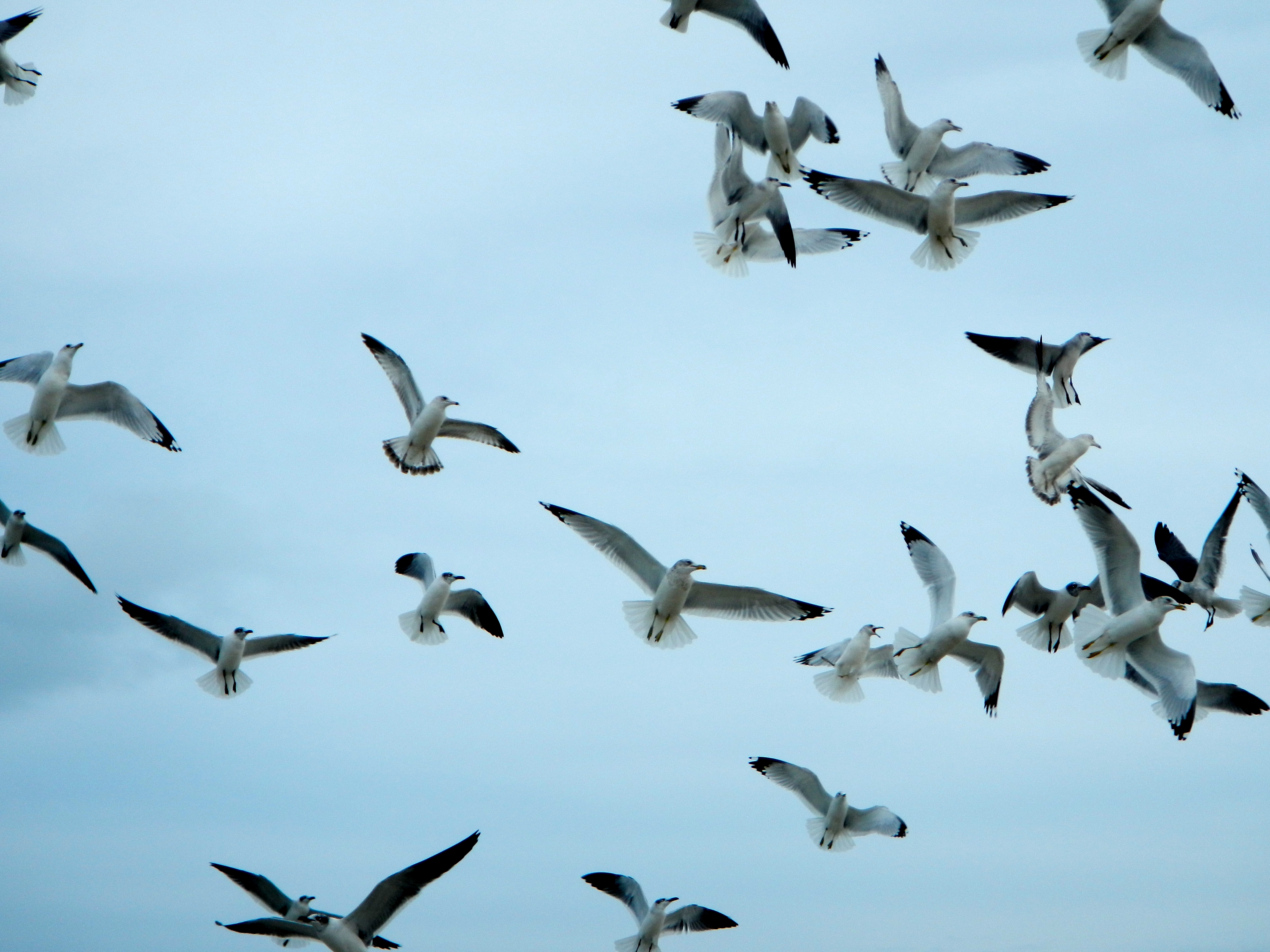 American Indian symbolism for sea gulls | Summer Setting