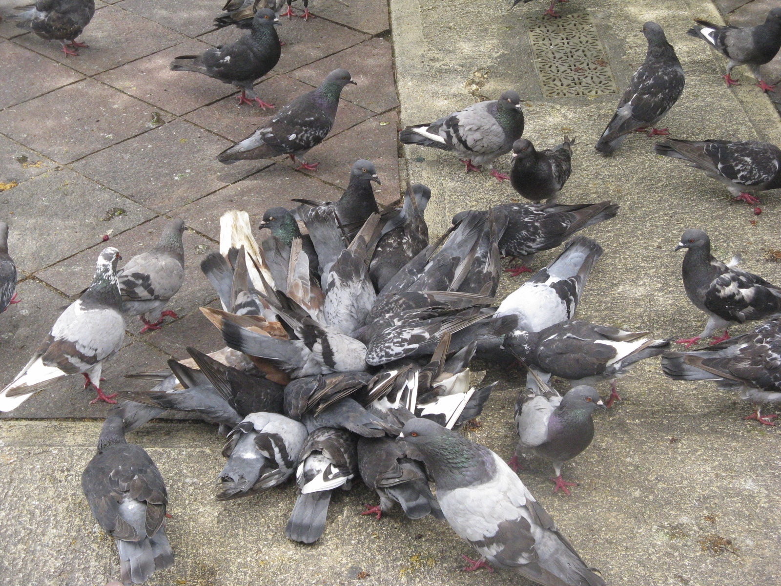 City Pigeon Problems | Bird•B•Gone Blog