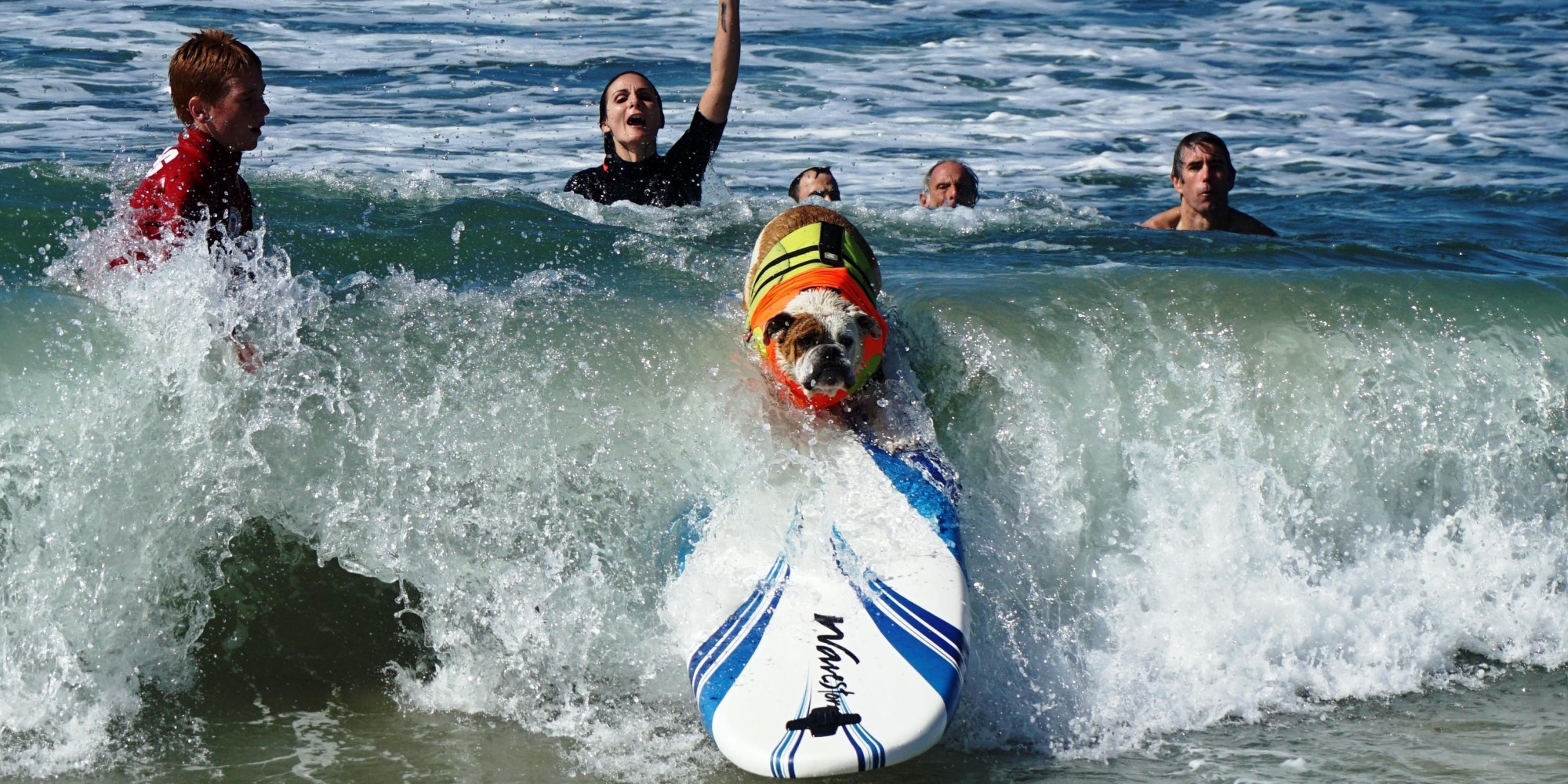 These Surfing Pooches Prove They're Capable Of So Much More Than ...
