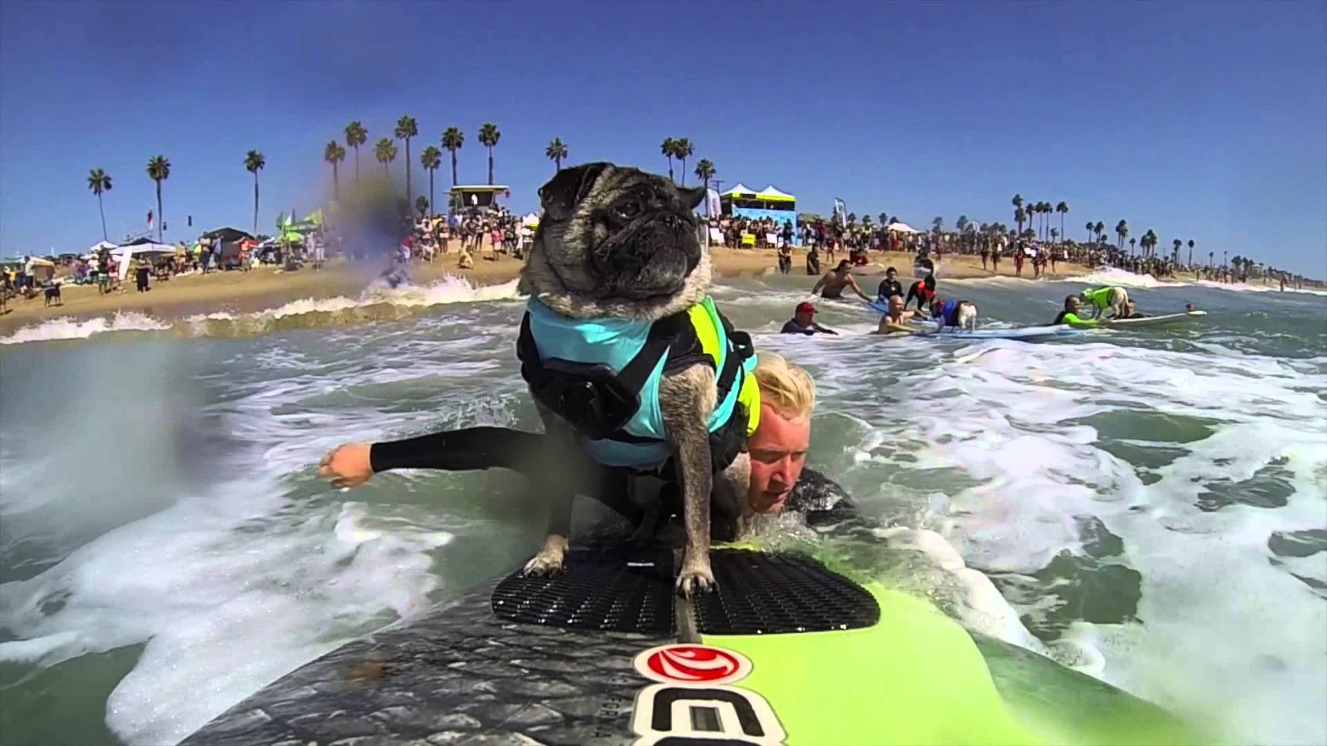 Brandy the PUG at 2014 Surf City Surf Dog - YouTube