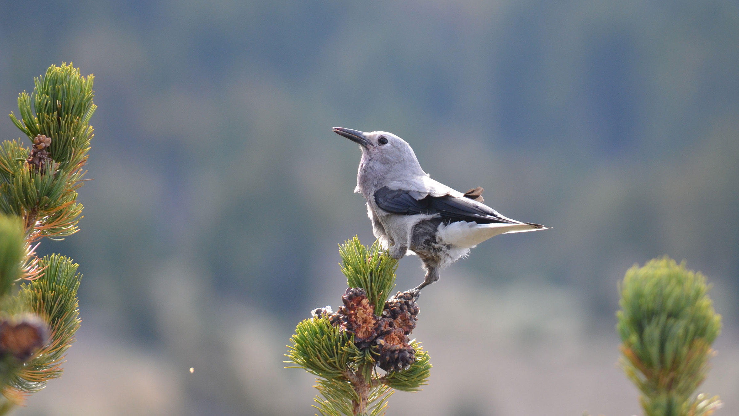 Better Know a Bird: The Clark's Nutcracker and Its Obsessive Seed ...