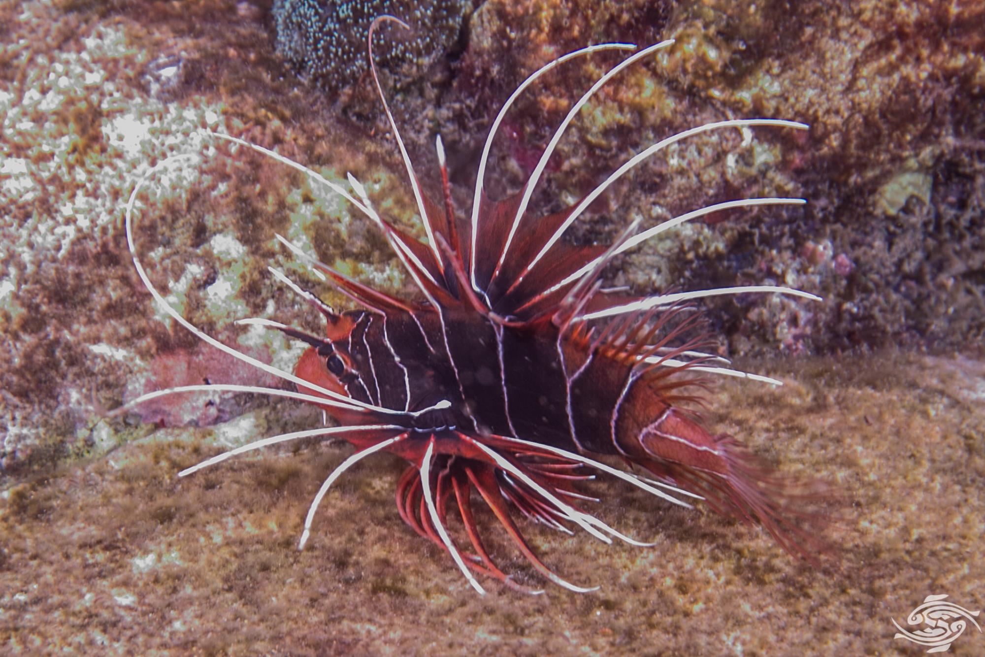 Clearfin Lionfish-Facts Photographs - Seaunseen