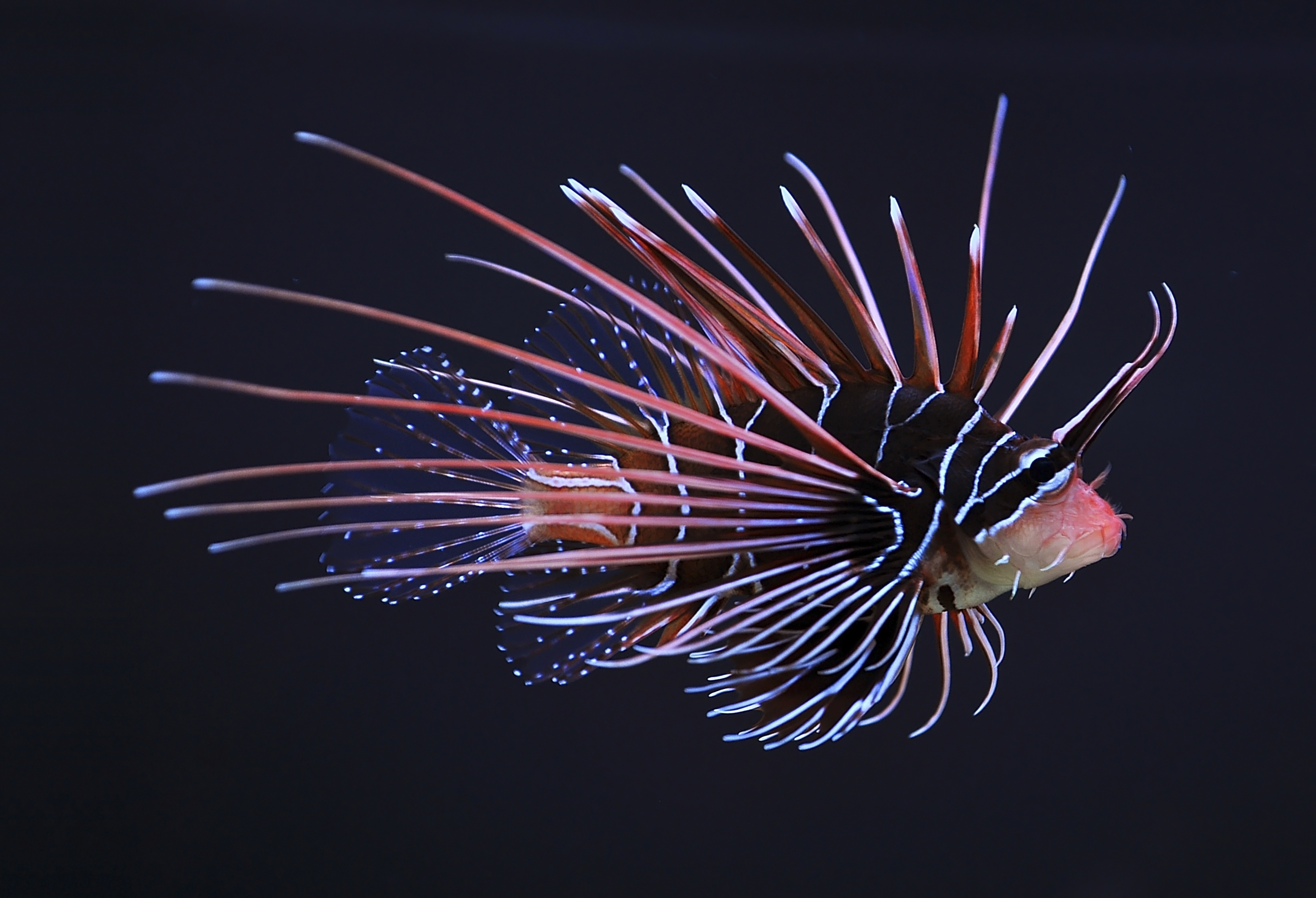 File:Clearfin lionfish (Pterois radiata).JPG - Wikimedia Commons