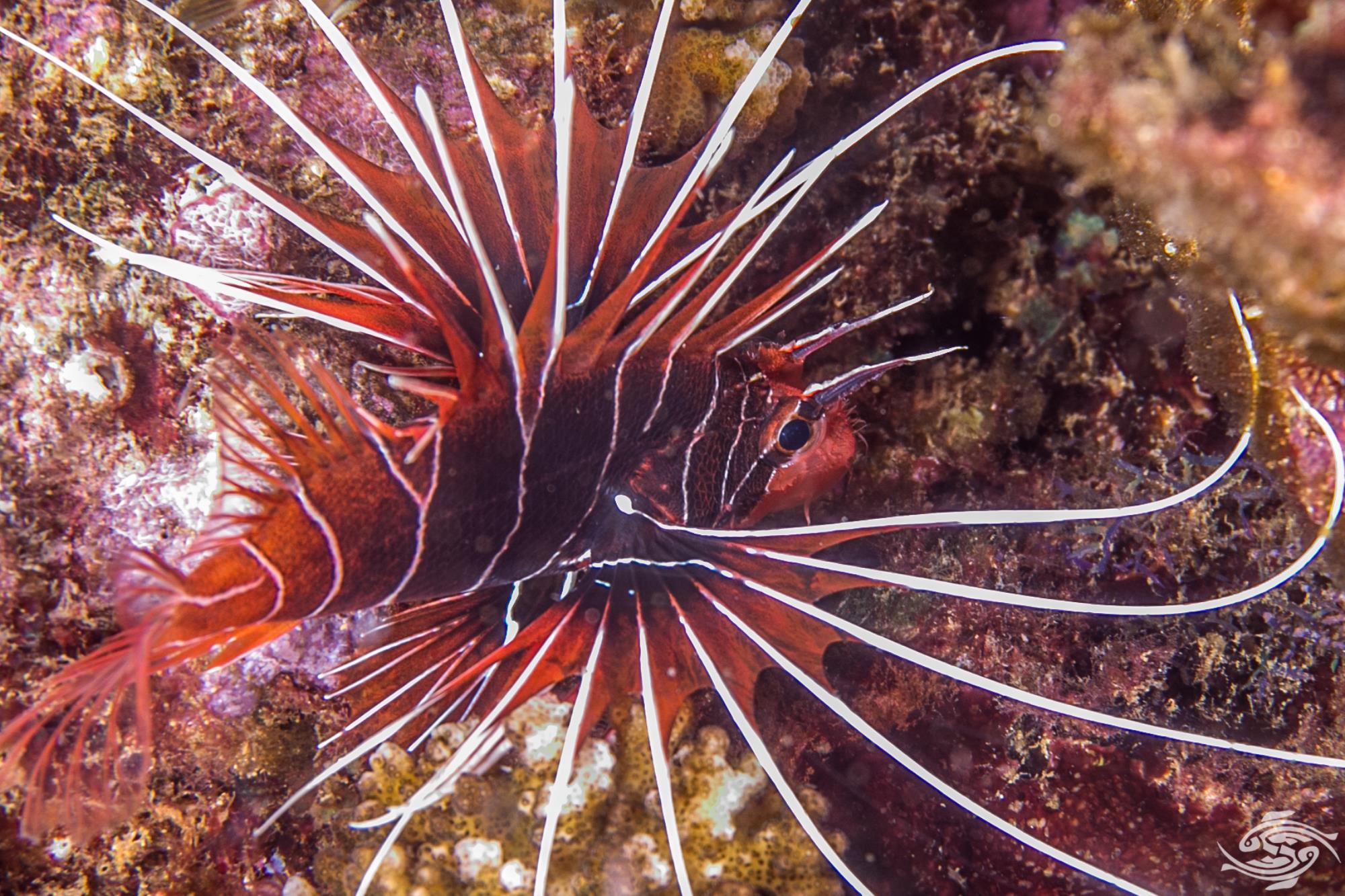 Clearfin Lionfish-Facts Photographs - Seaunseen