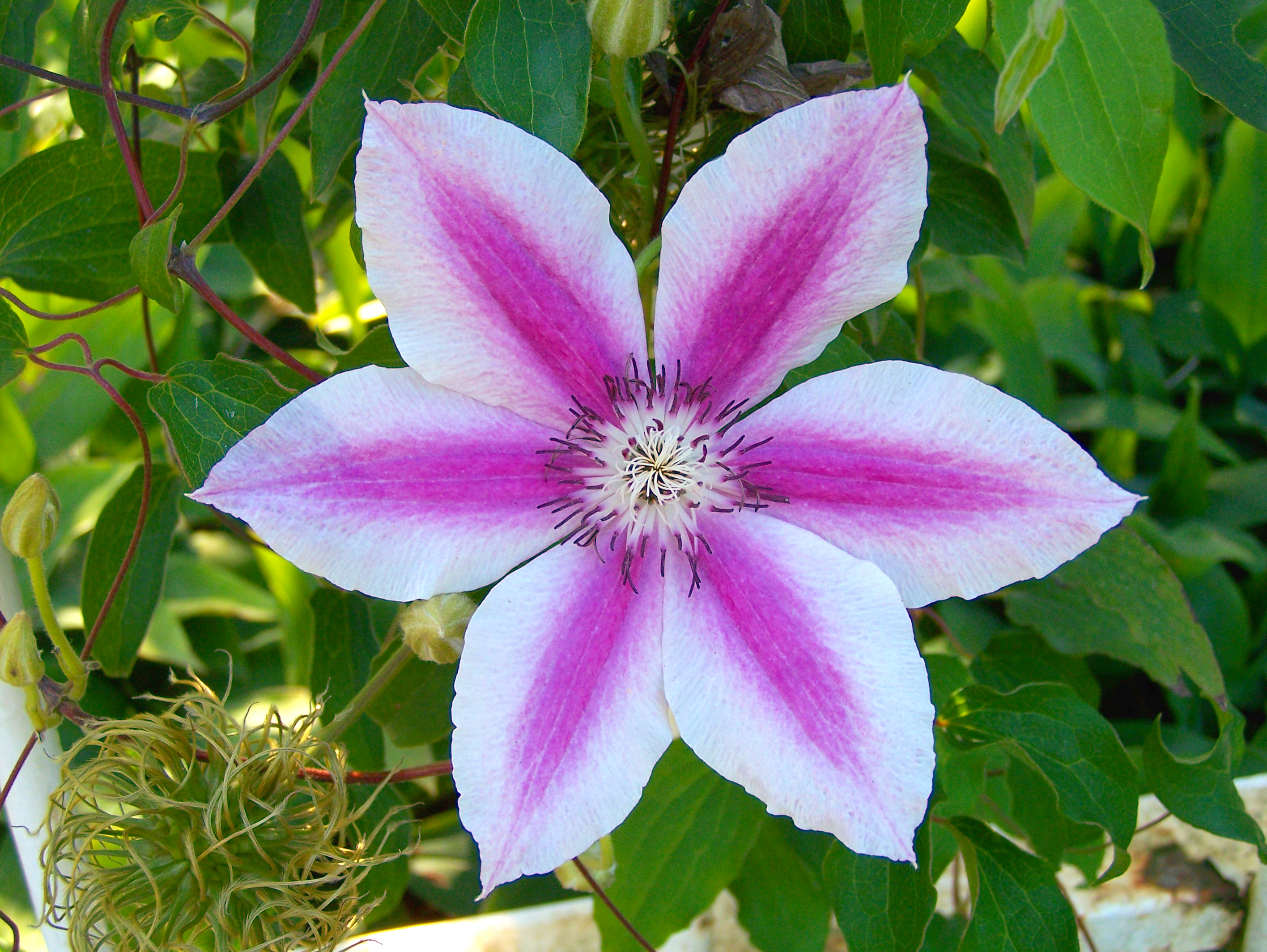 File:Clematis x Capitaine Thuilleaux.jpg - Wikimedia Commons