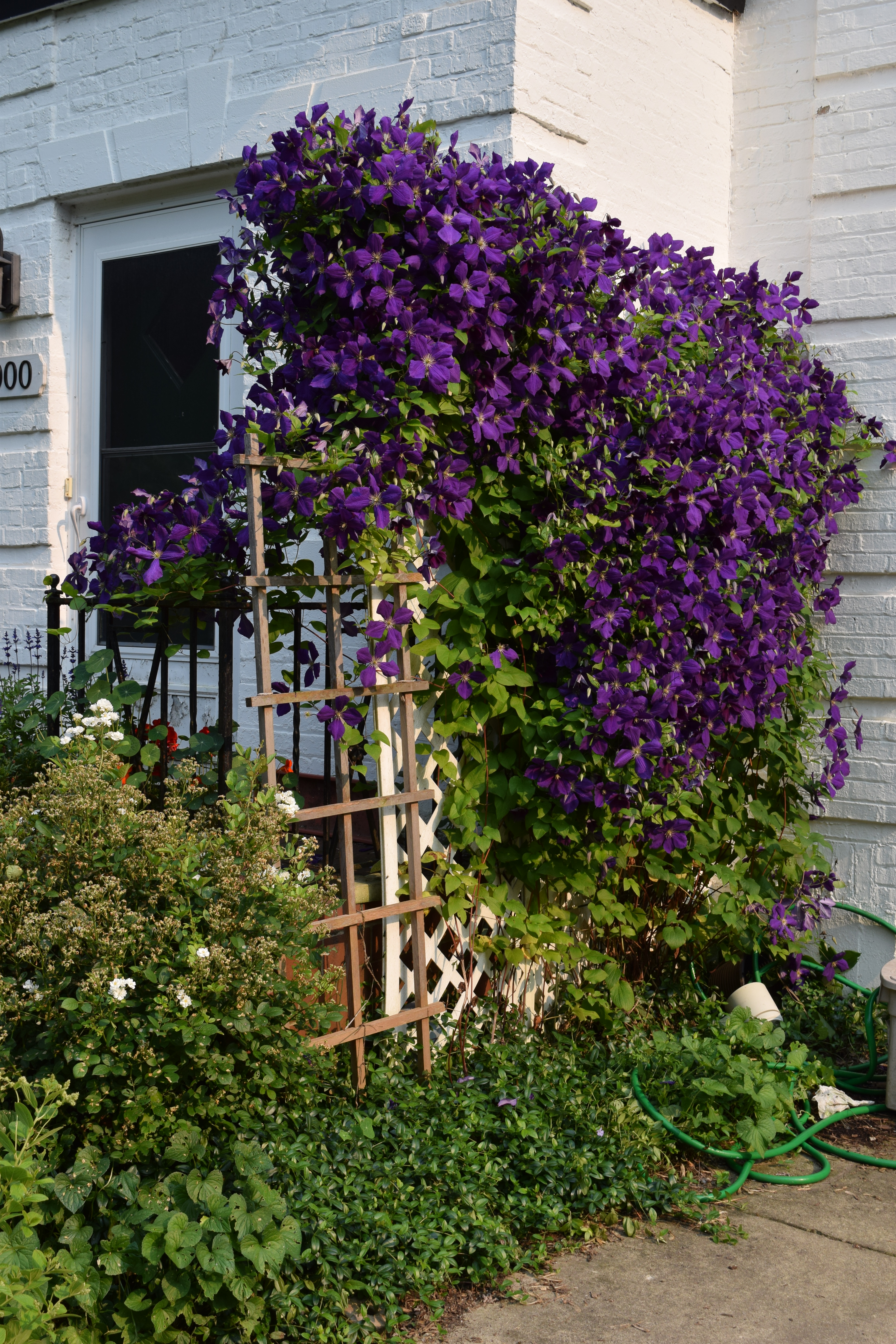 My Clematis: What I Call A Quality Problem – gardeninacity