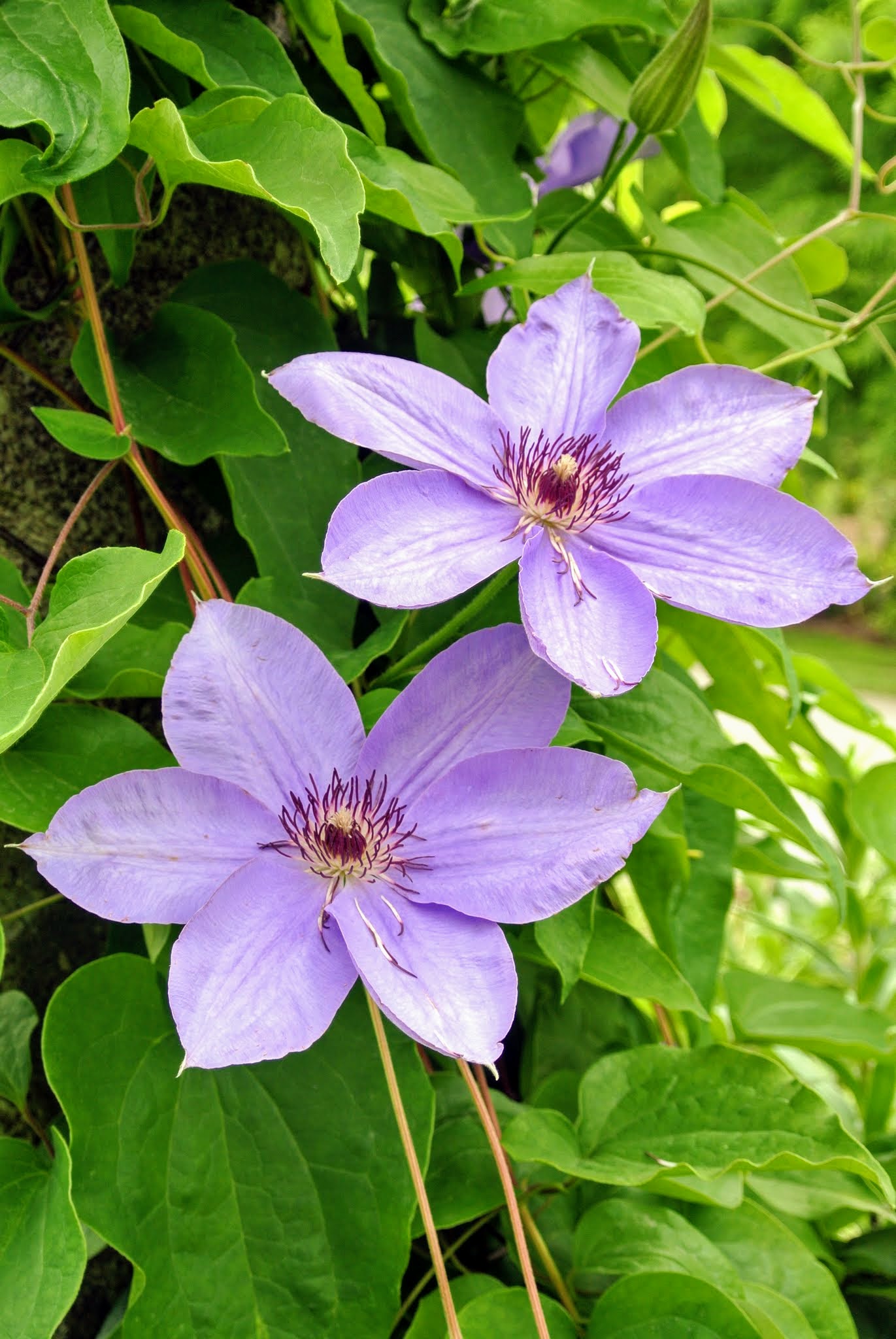 Blooming Clematis at My Farm - The Martha Stewart Blog