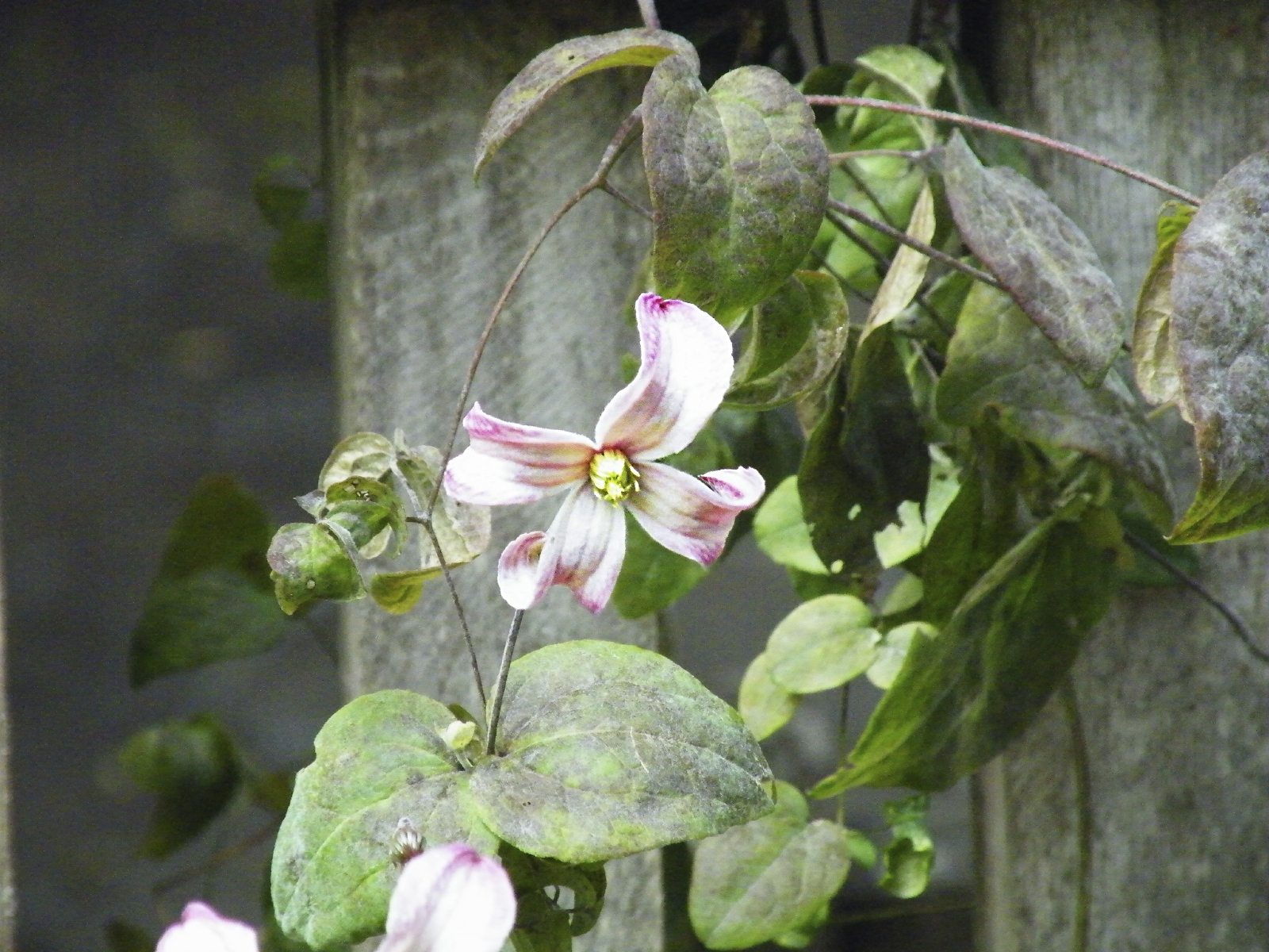 Guide To Clematis Transplanting: Tips On Replanting A Clematis Vine