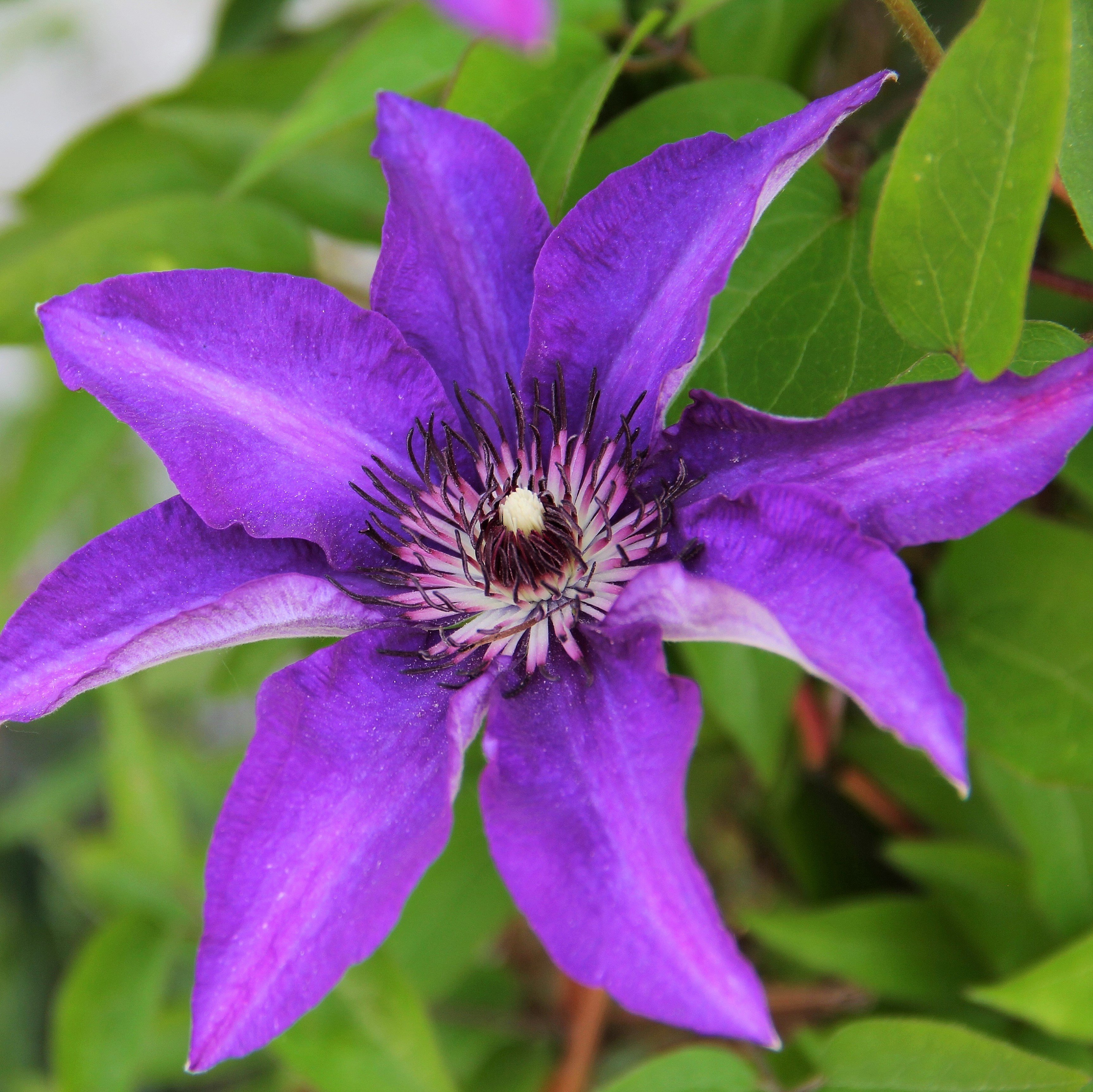 Clematis The President | Easy To Grow Bulbs
