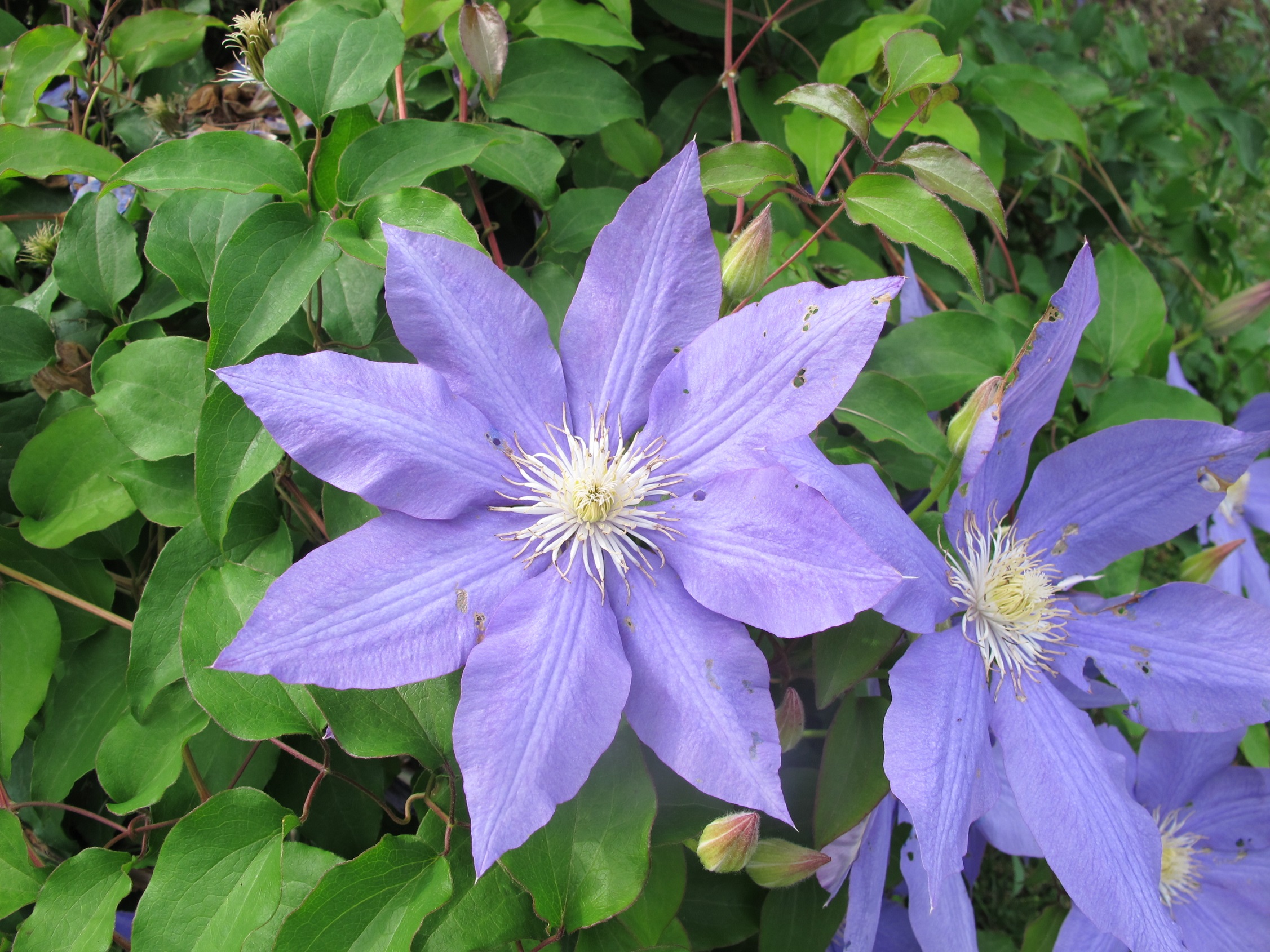clematis : Henry Homeyer