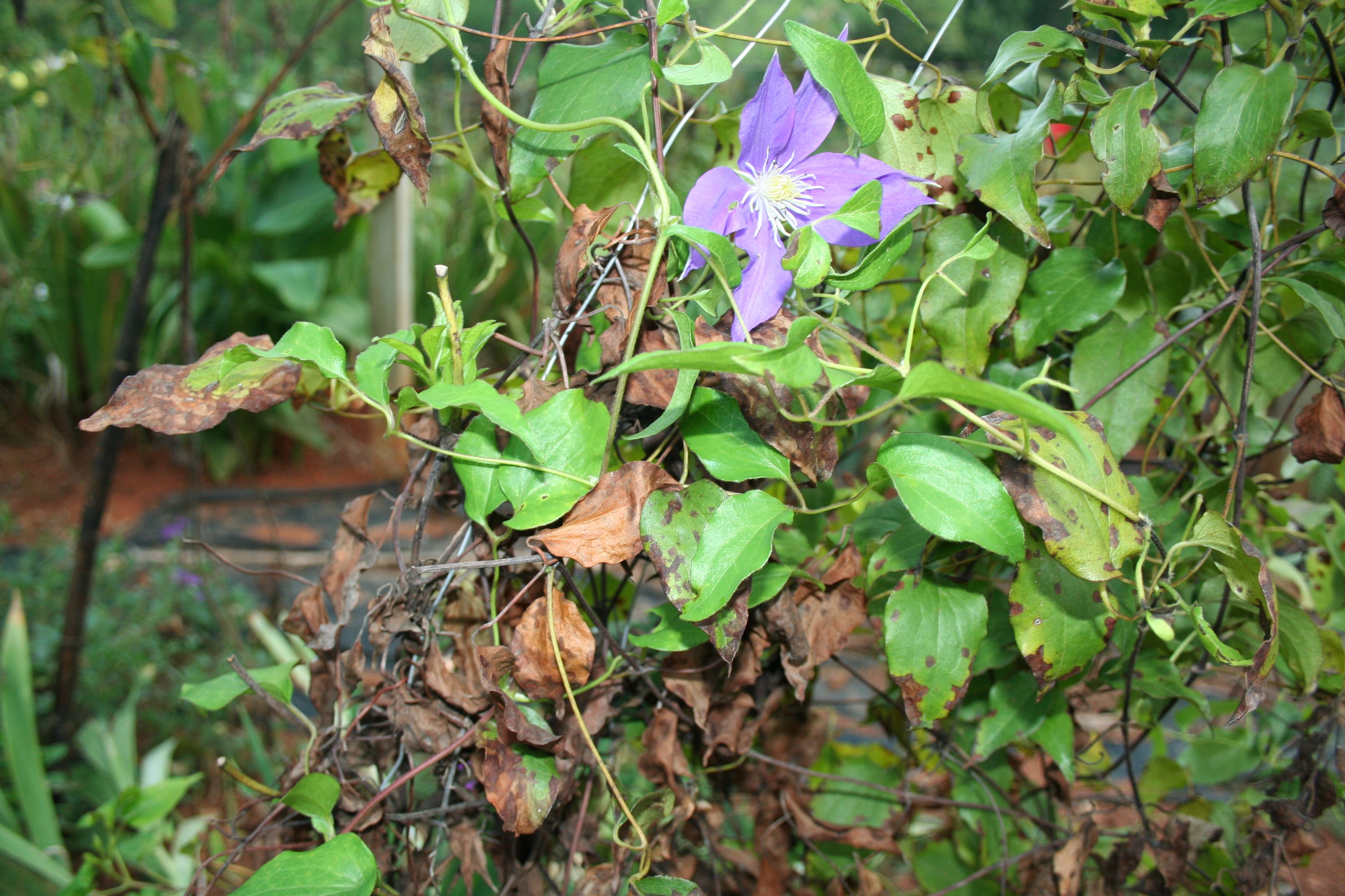 Prevent Clematis Wilting: What Causes Clematis Wilt