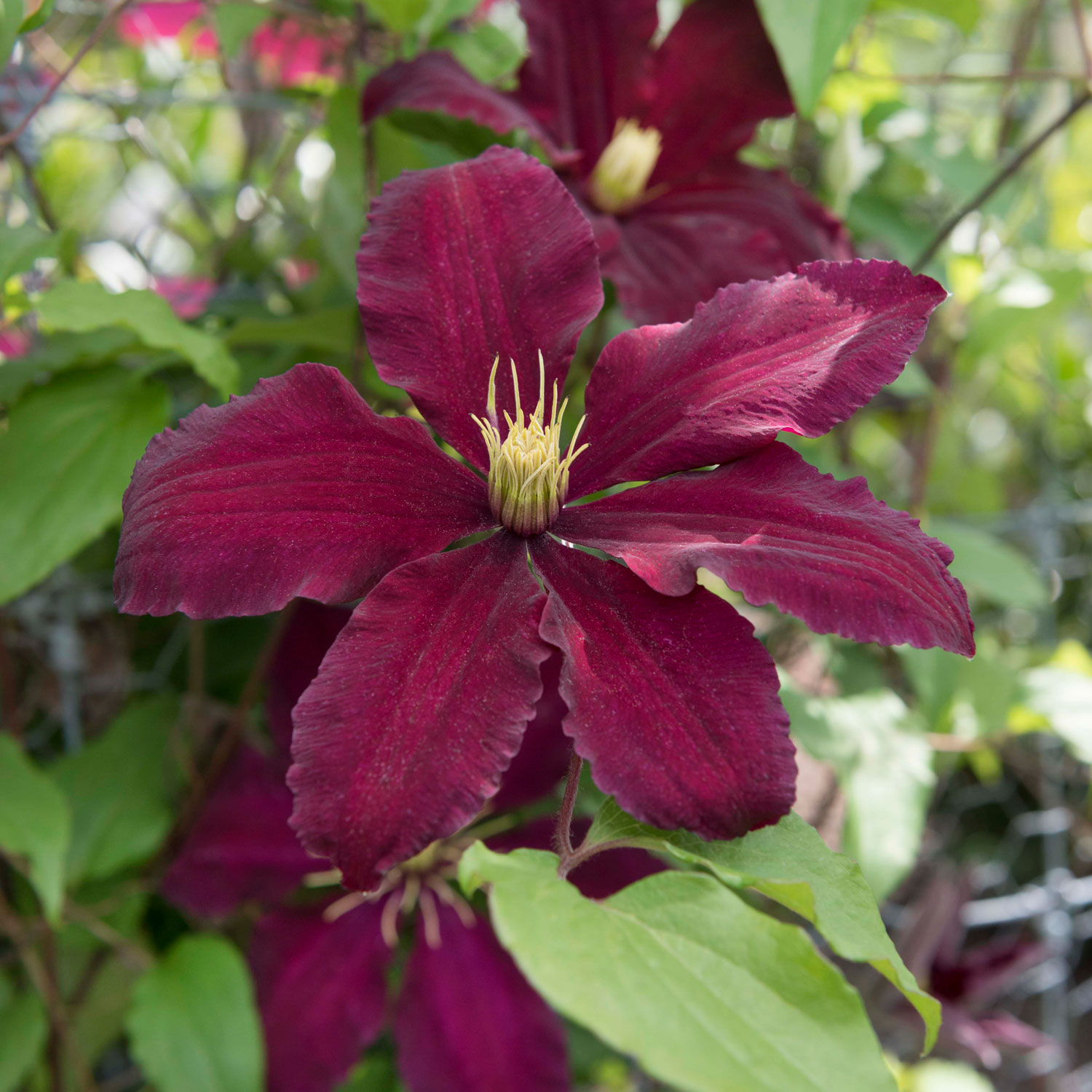 6 Tips for Growing Clematis - the Queen of Climbers - Longfield Gardens
