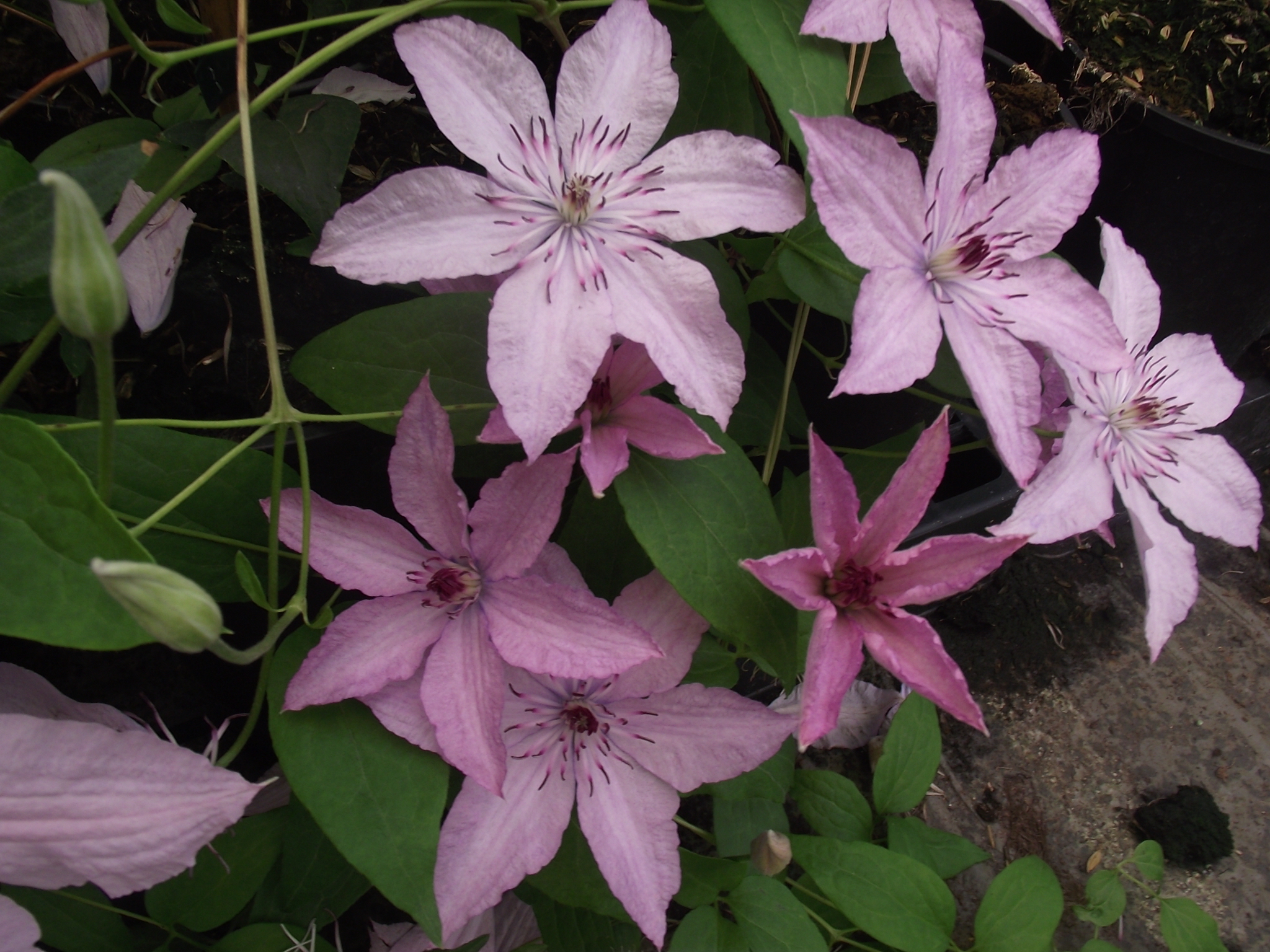 File:Clematis Hagley Hybrid 2.JPG - Wikimedia Commons