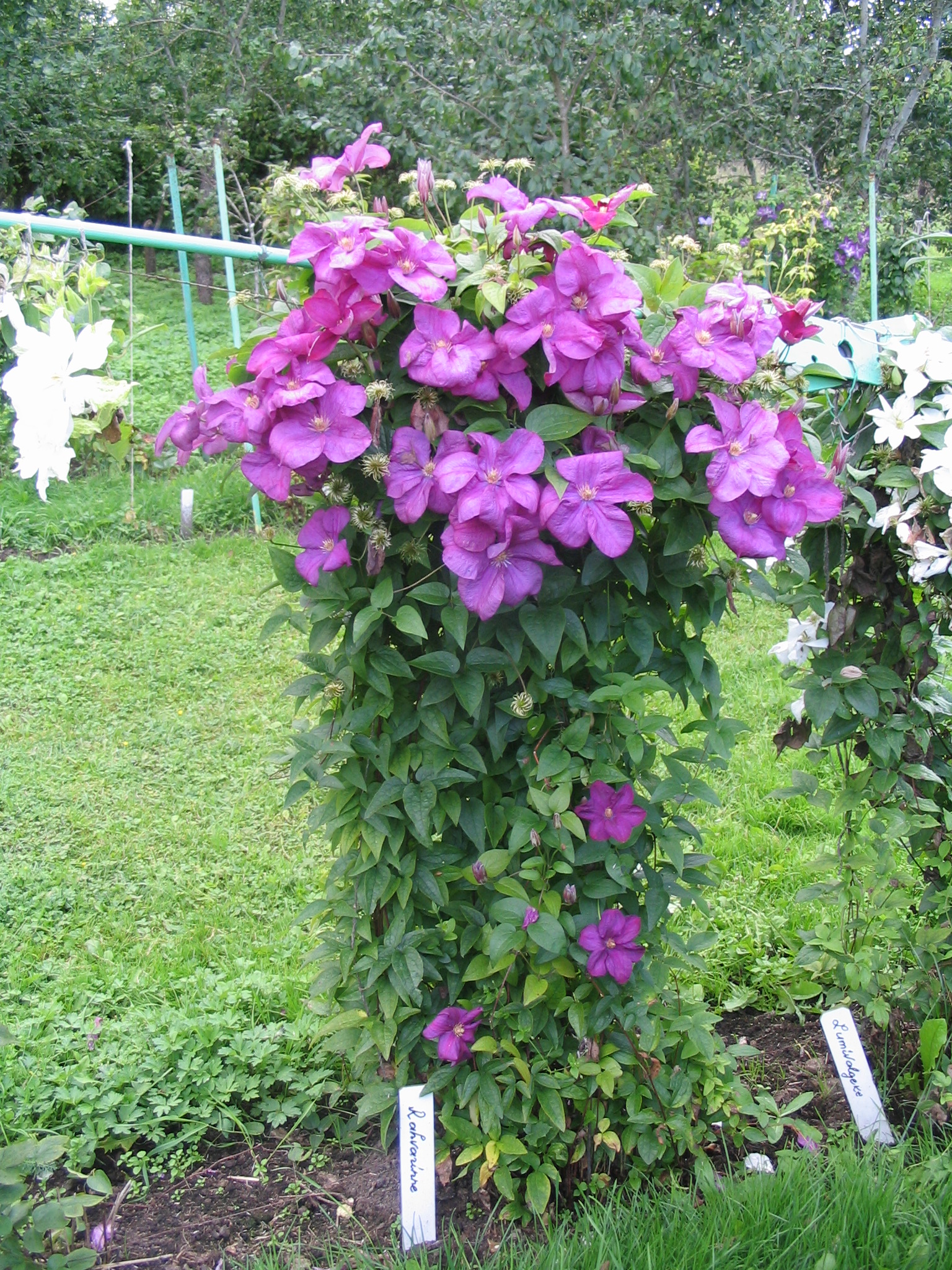 New Plants from Pride of Place | Clematis hybrid Rhavarinne ppaf