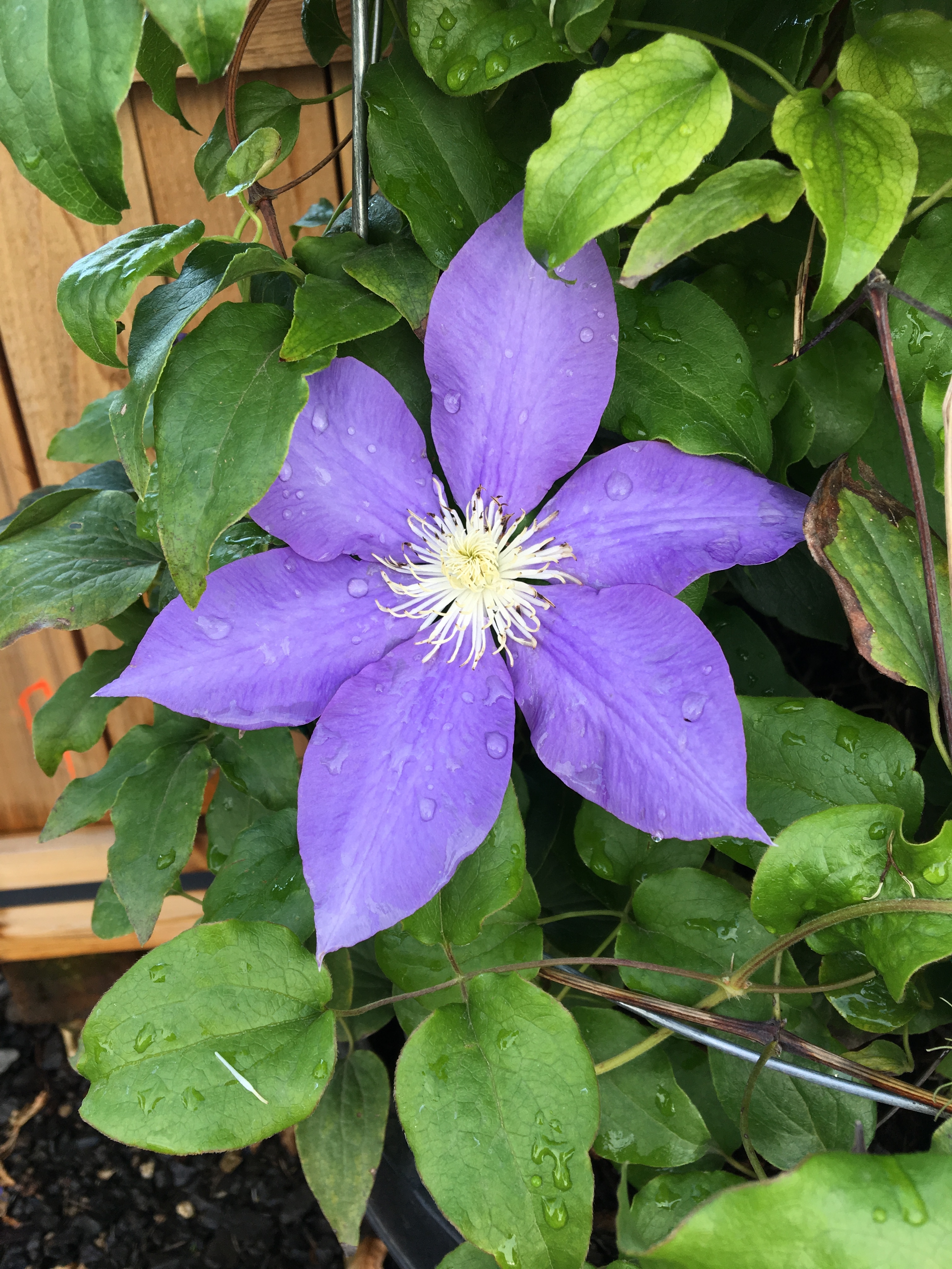 Clematis hybrid | Southwest Nursery | Wholesale Landscaping Supplies ...