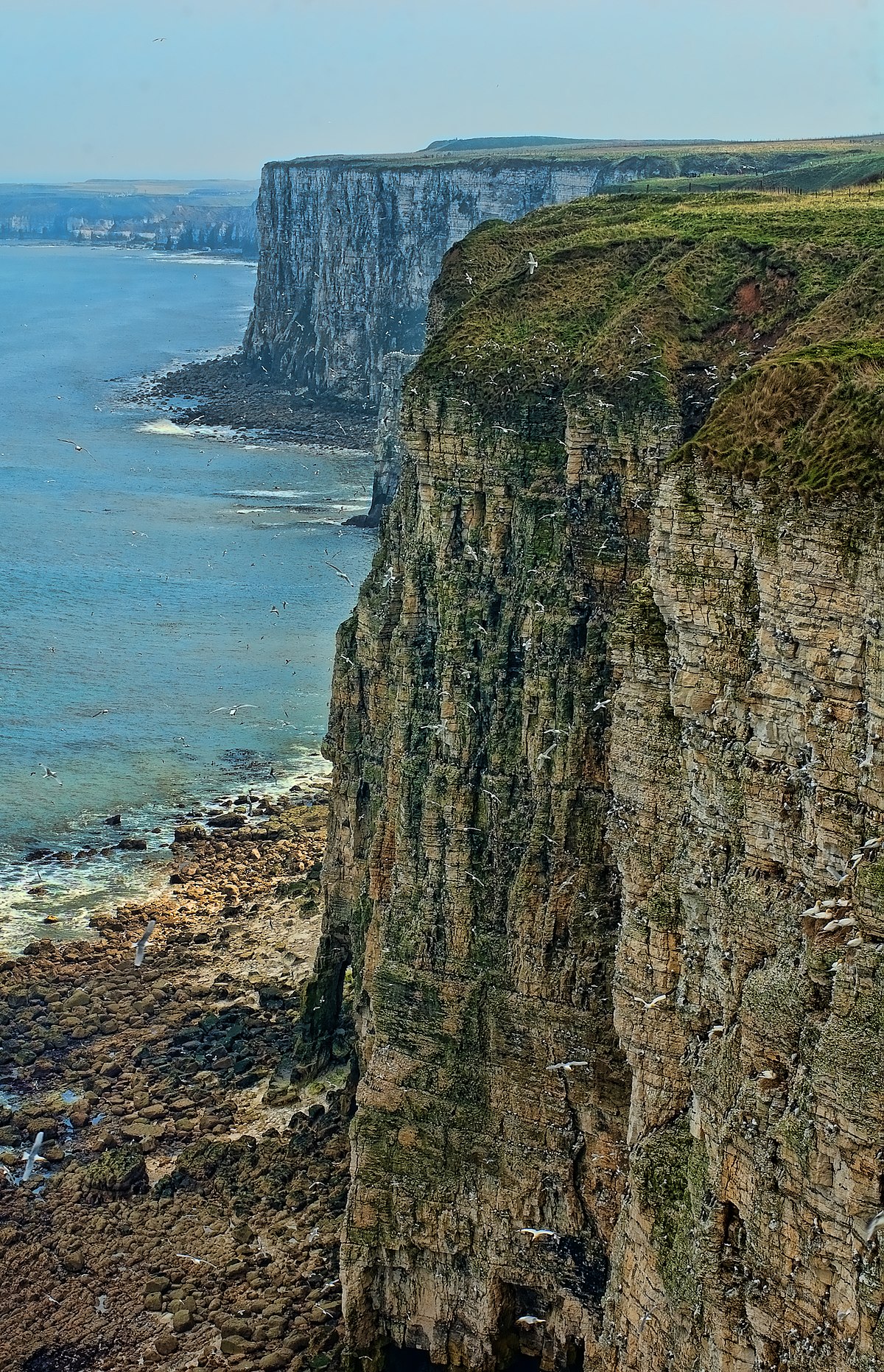 Bempton Cliffs - Wikipedia
