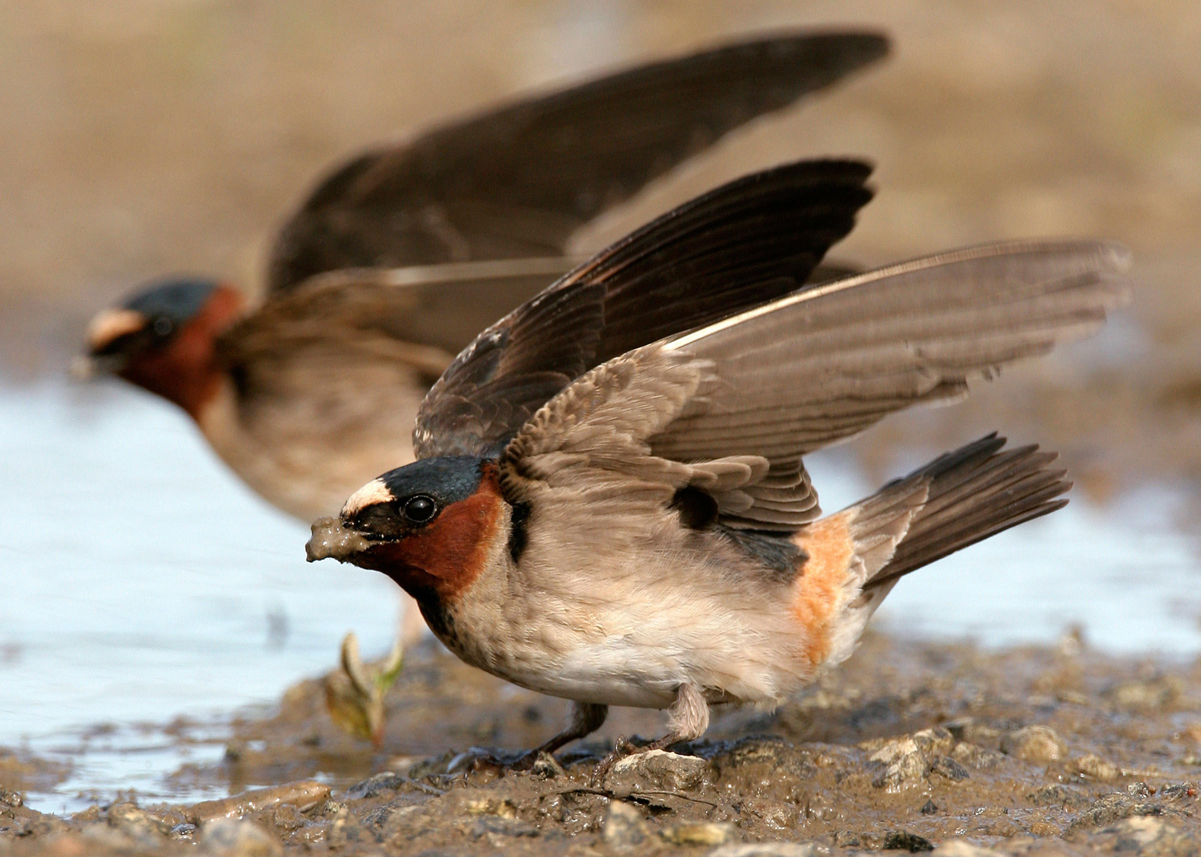 Cliff Swallow | Audubon Field Guide