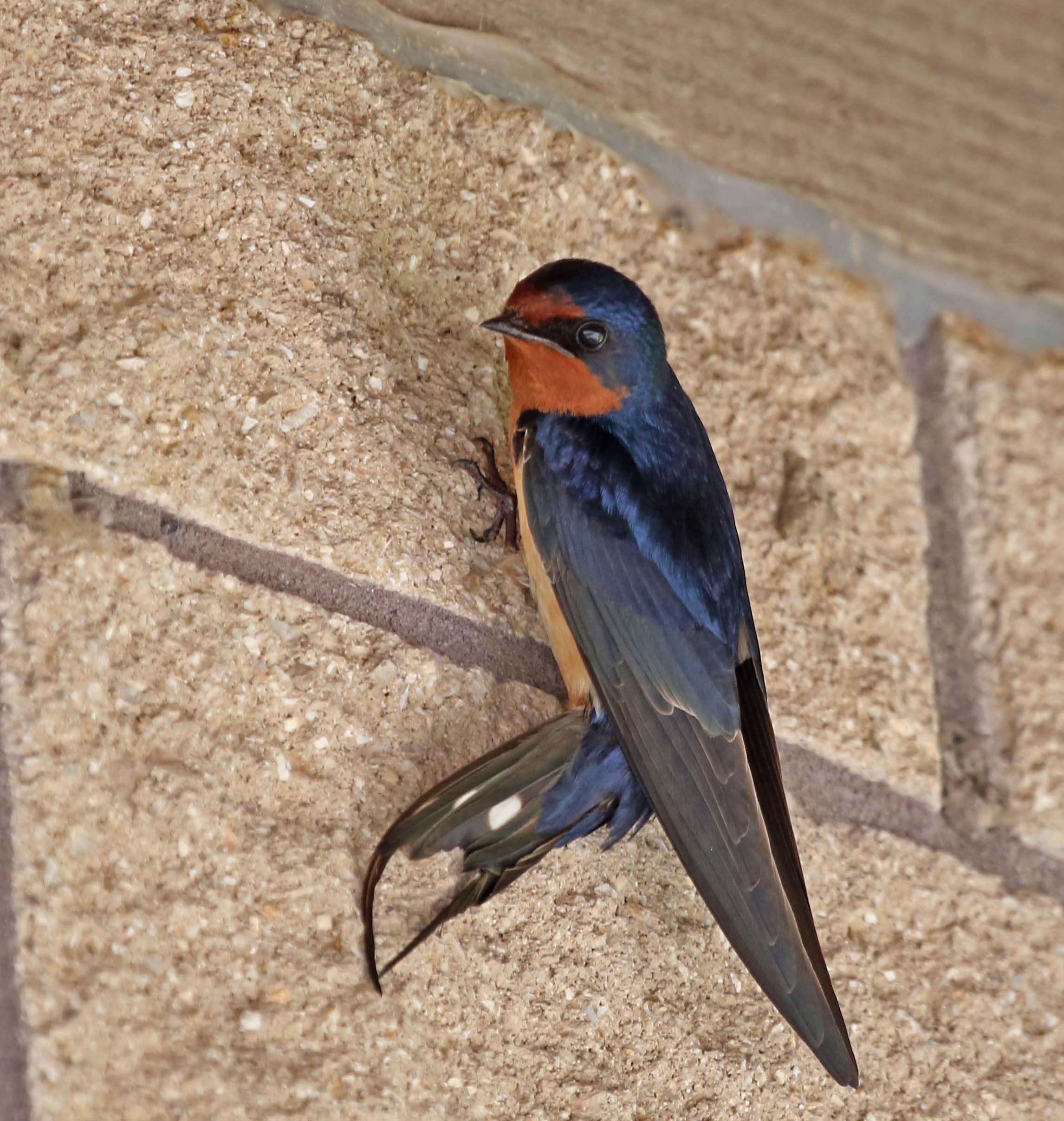 Pictures and information on Cliff Swallow