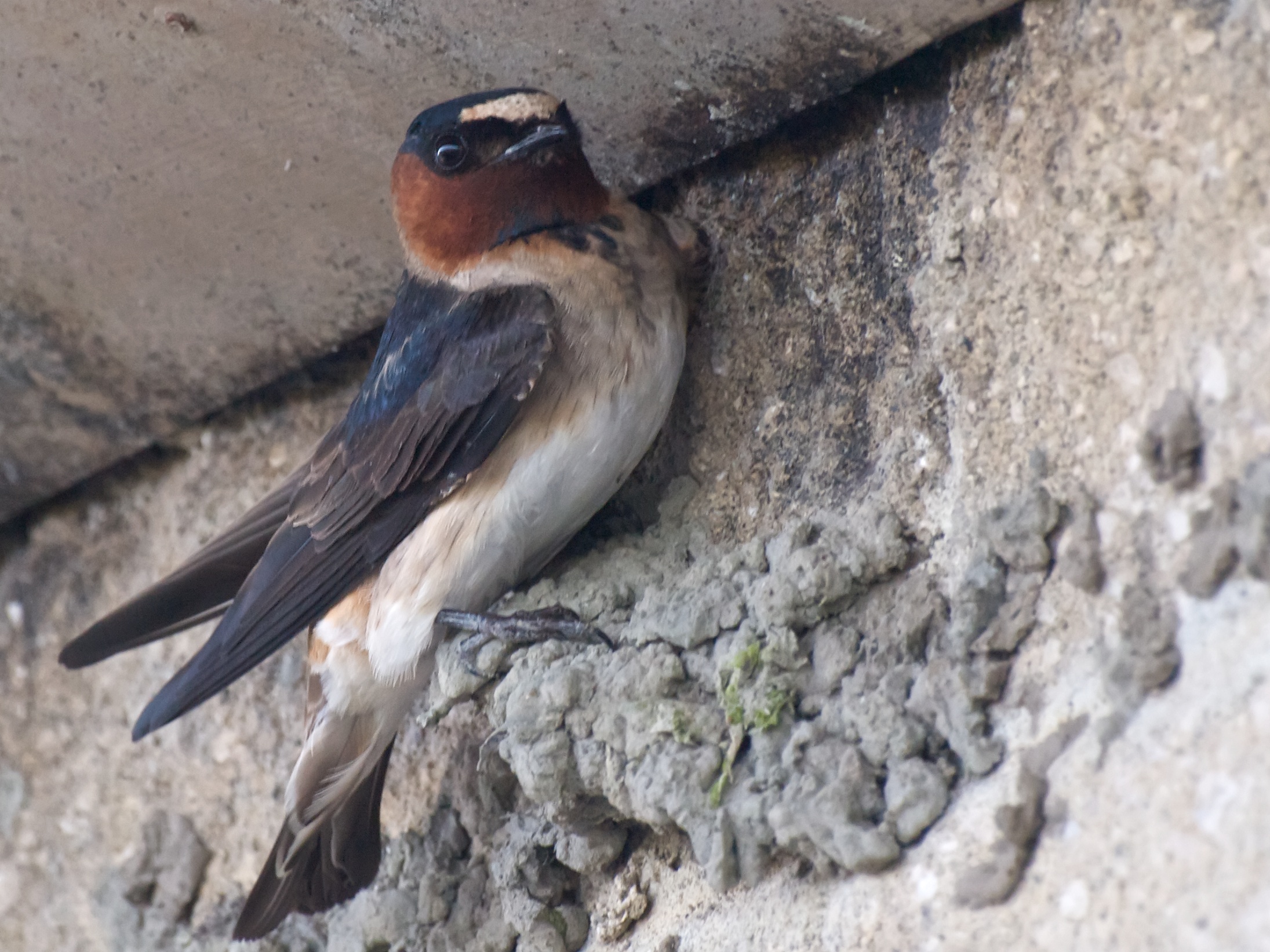 File:Cliff Swallow Builder.jpg - Wikimedia Commons