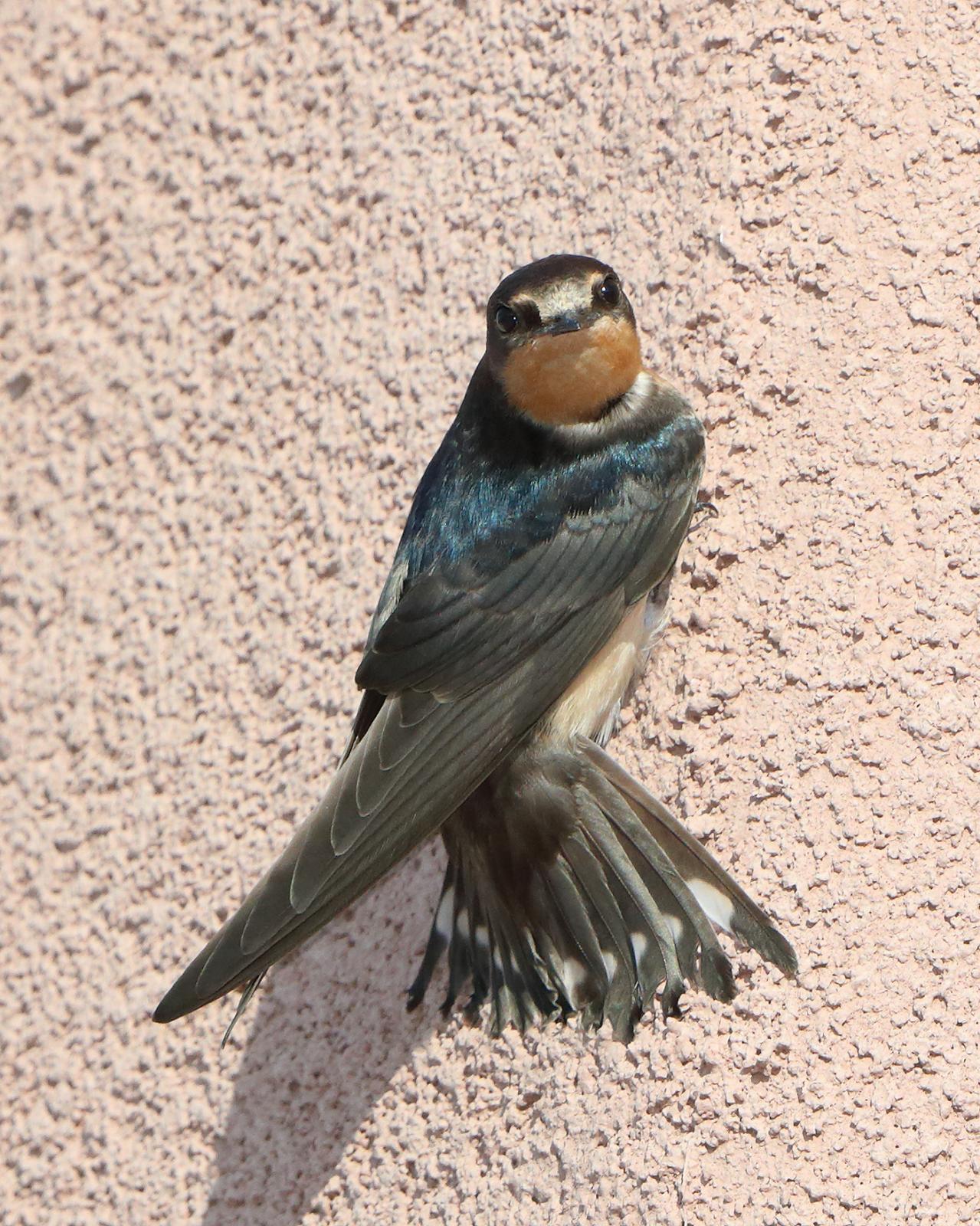 Cliff Swallow (Petrochelidon pyrrhonota) Cliff Swallow clinging to ...