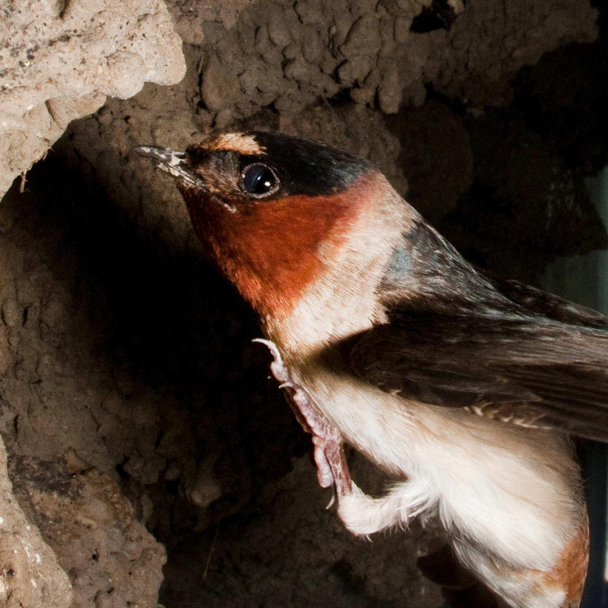 Cliff Swallow | National Geographic