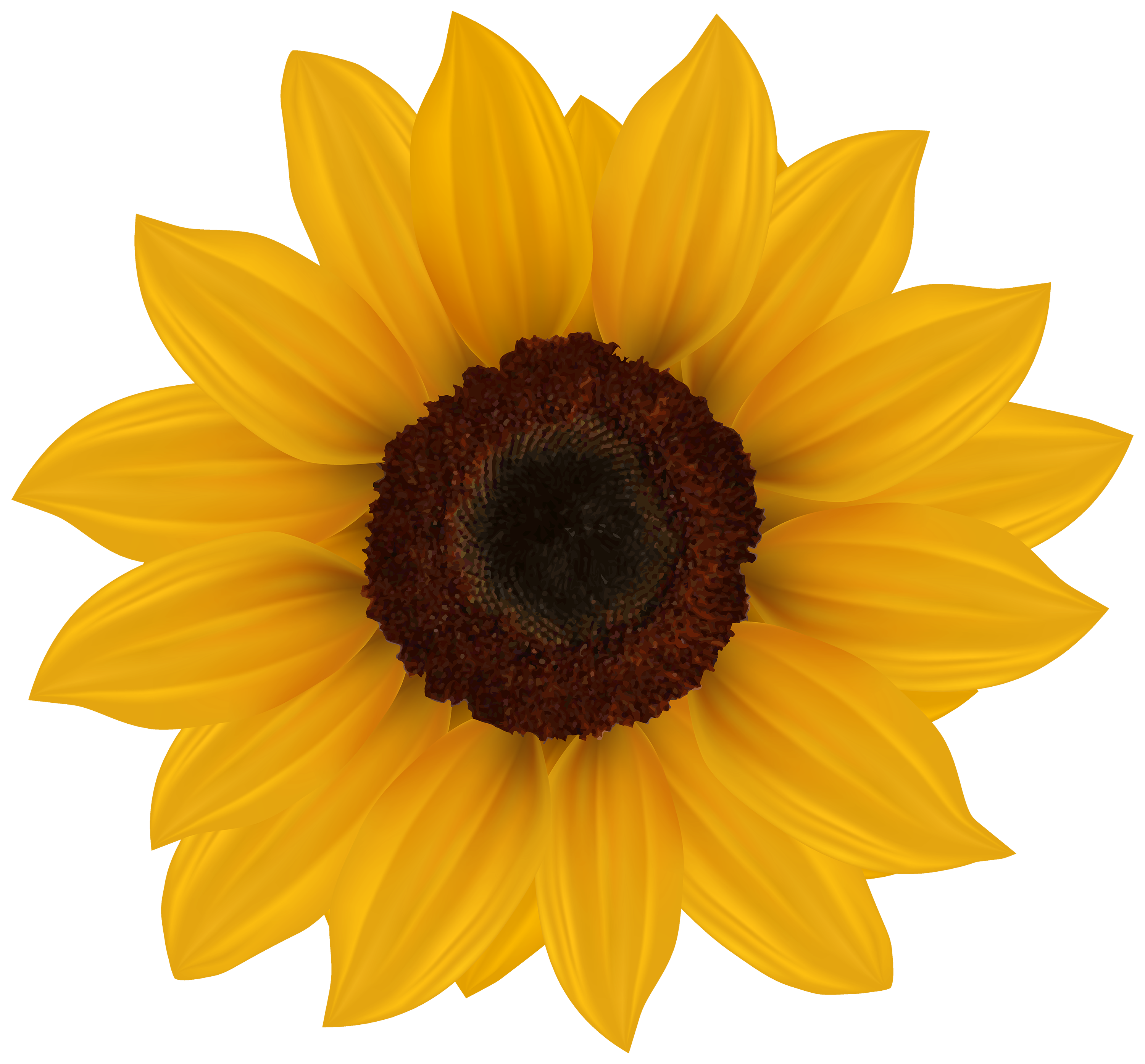 Sunflower PNG Clipart Image - Best WEB Clipart