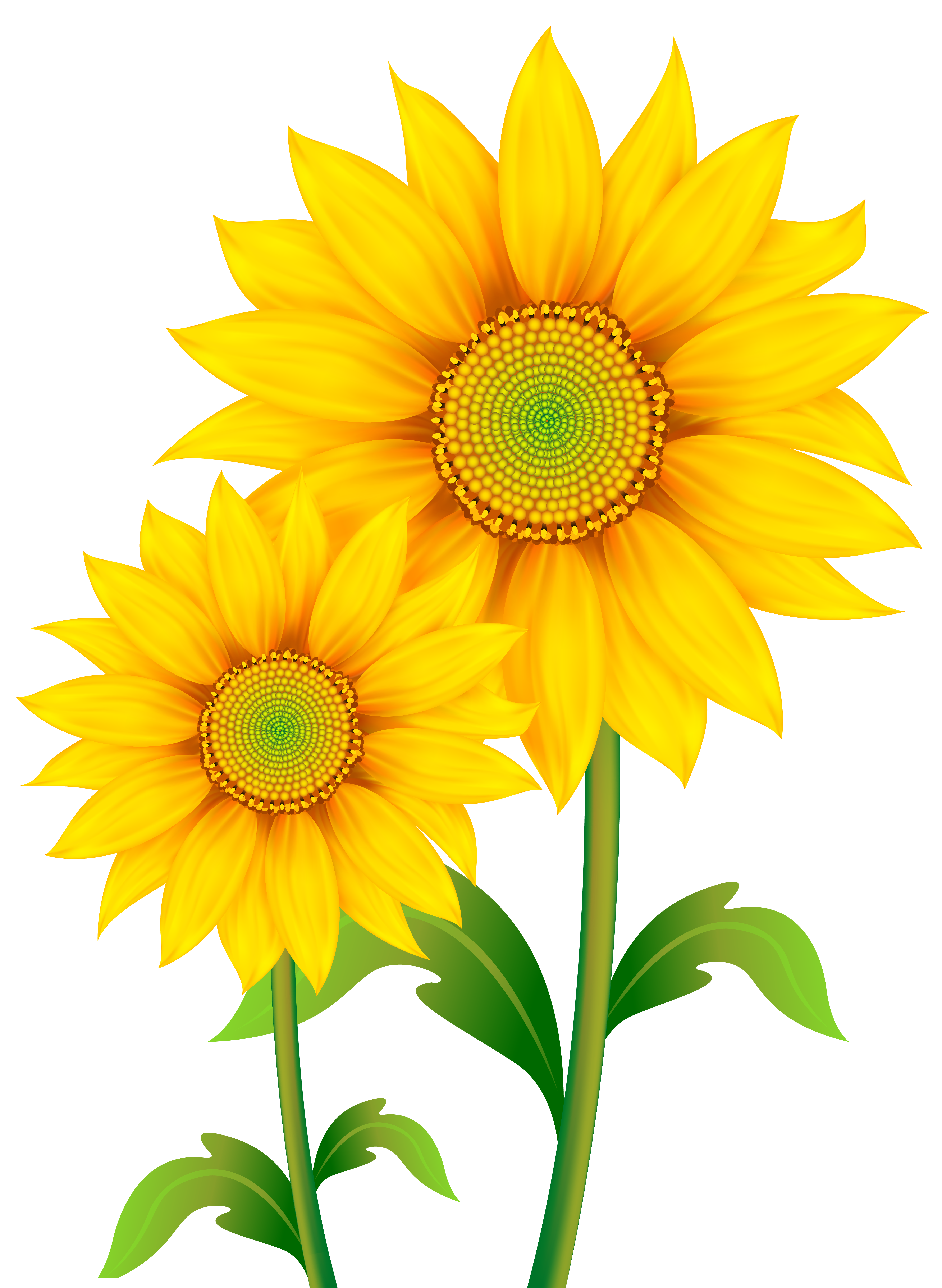 Transparent Sunflowers Clipart PNG Image | Gallery Yopriceville ...