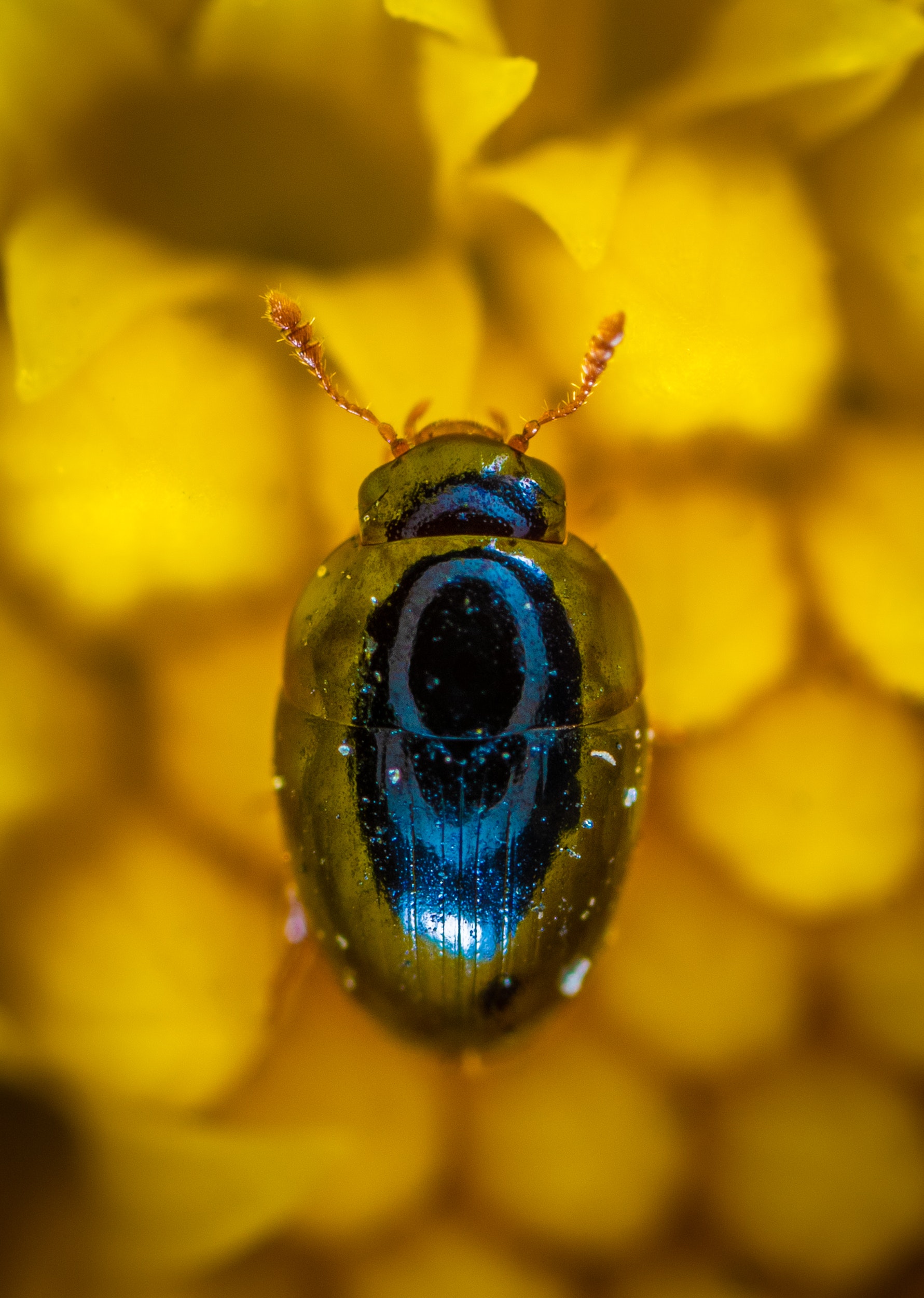 Close-up Photography of Blue Beetle · Free Stock Photo