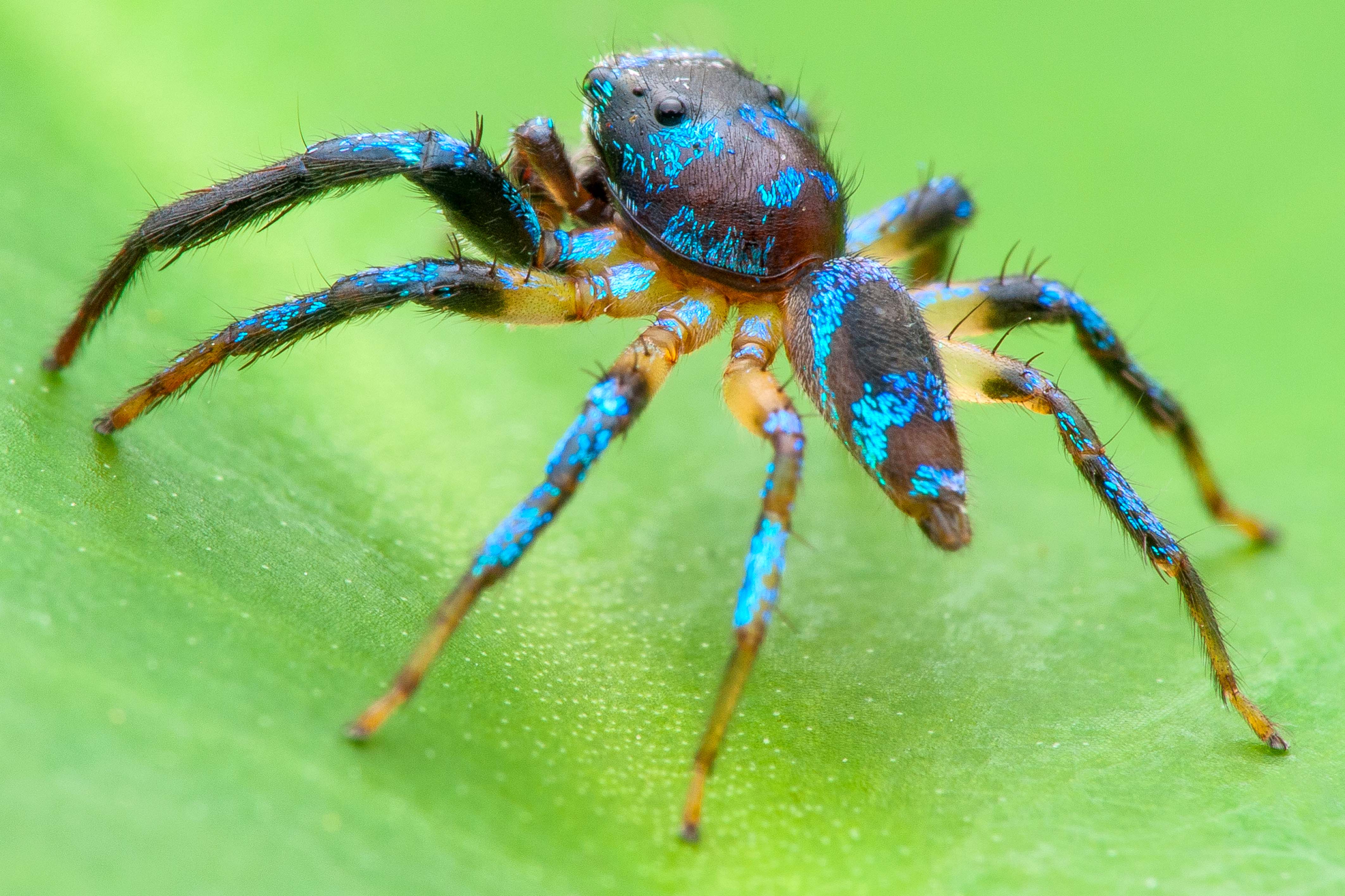 Check out these incredible close up macro photos of spiders ...