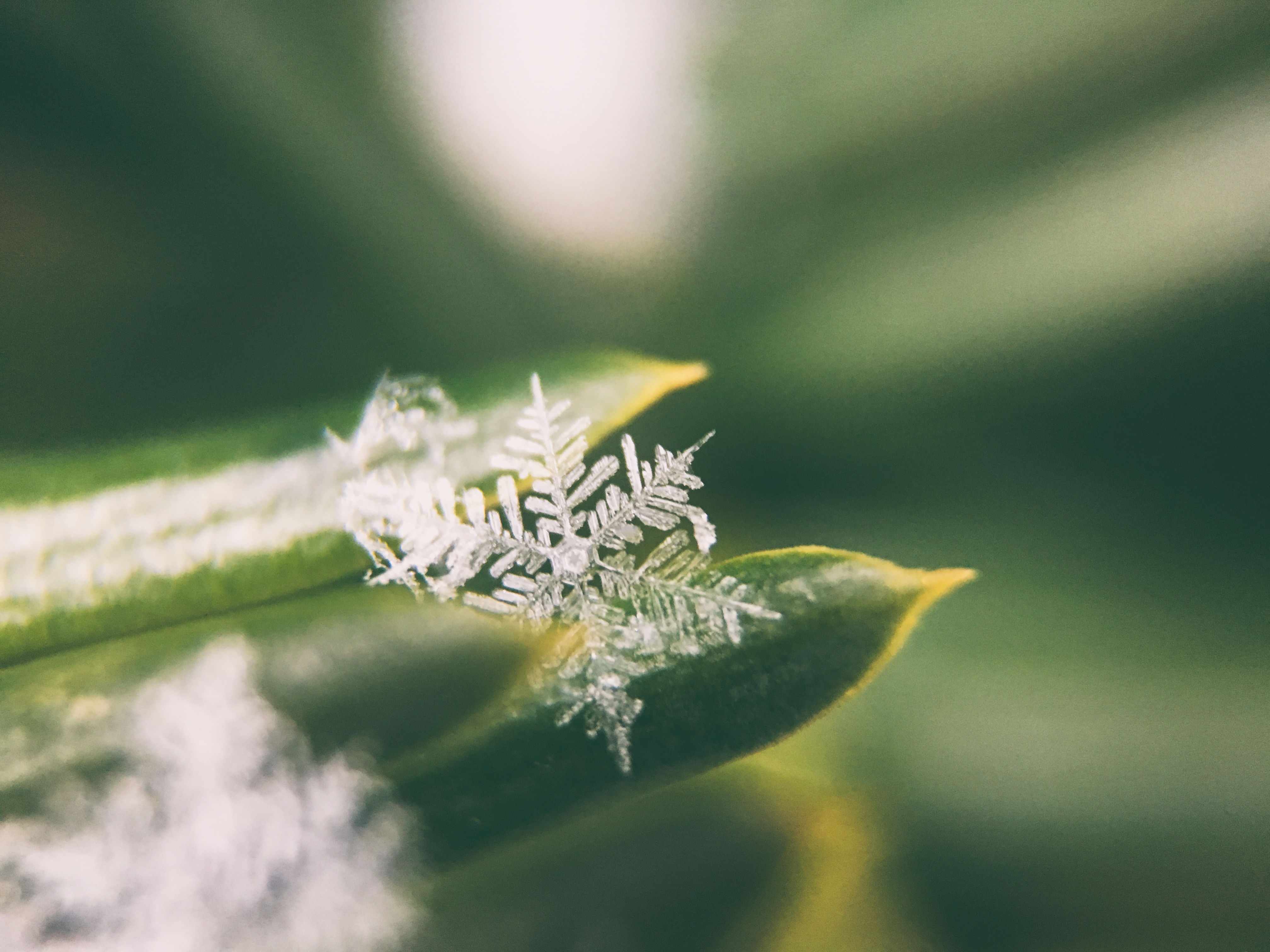 How to Capture the Best Snowflake Photo