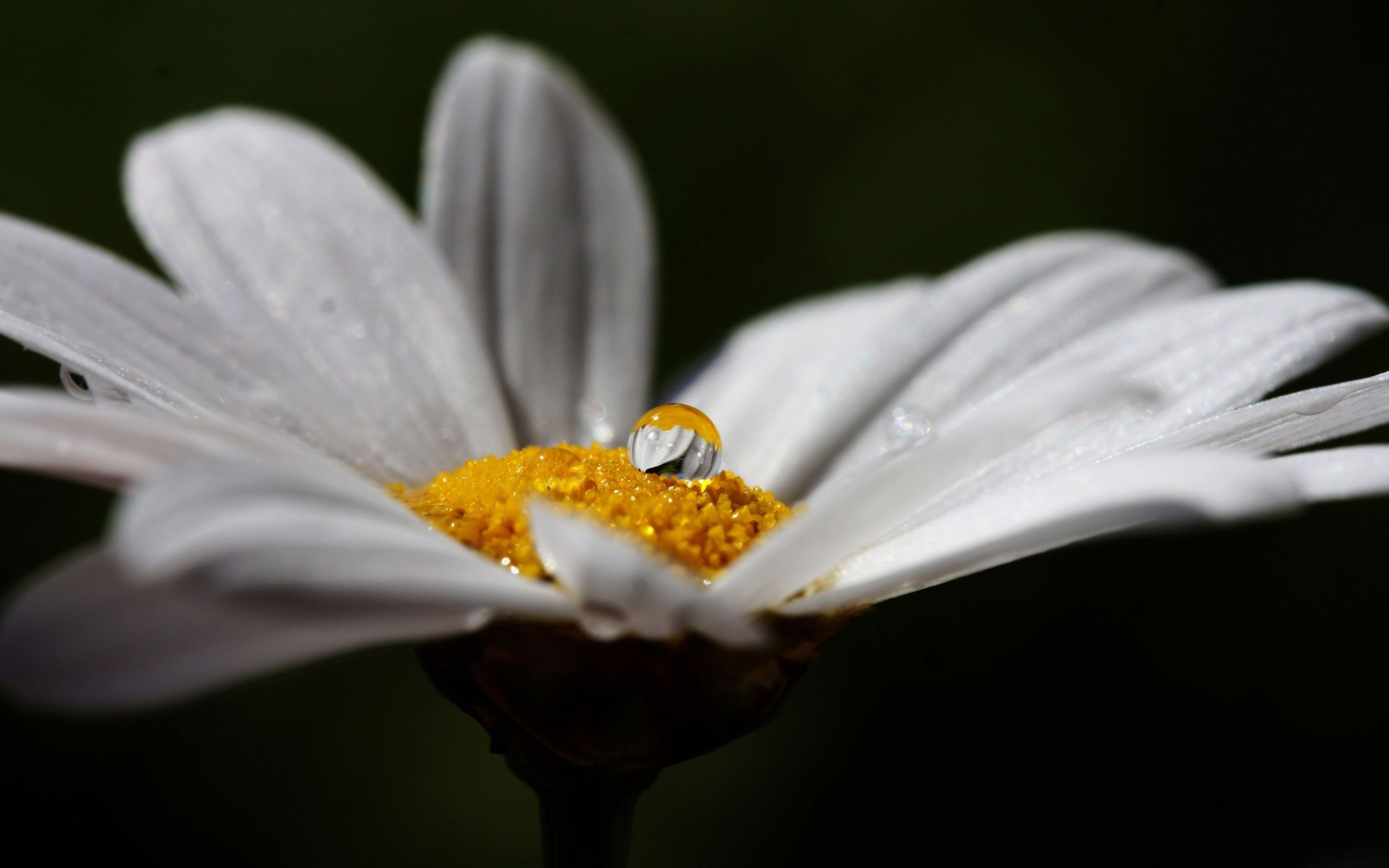 Oxeye Daisy- Patience | The Language of Flowers | Pinterest ...